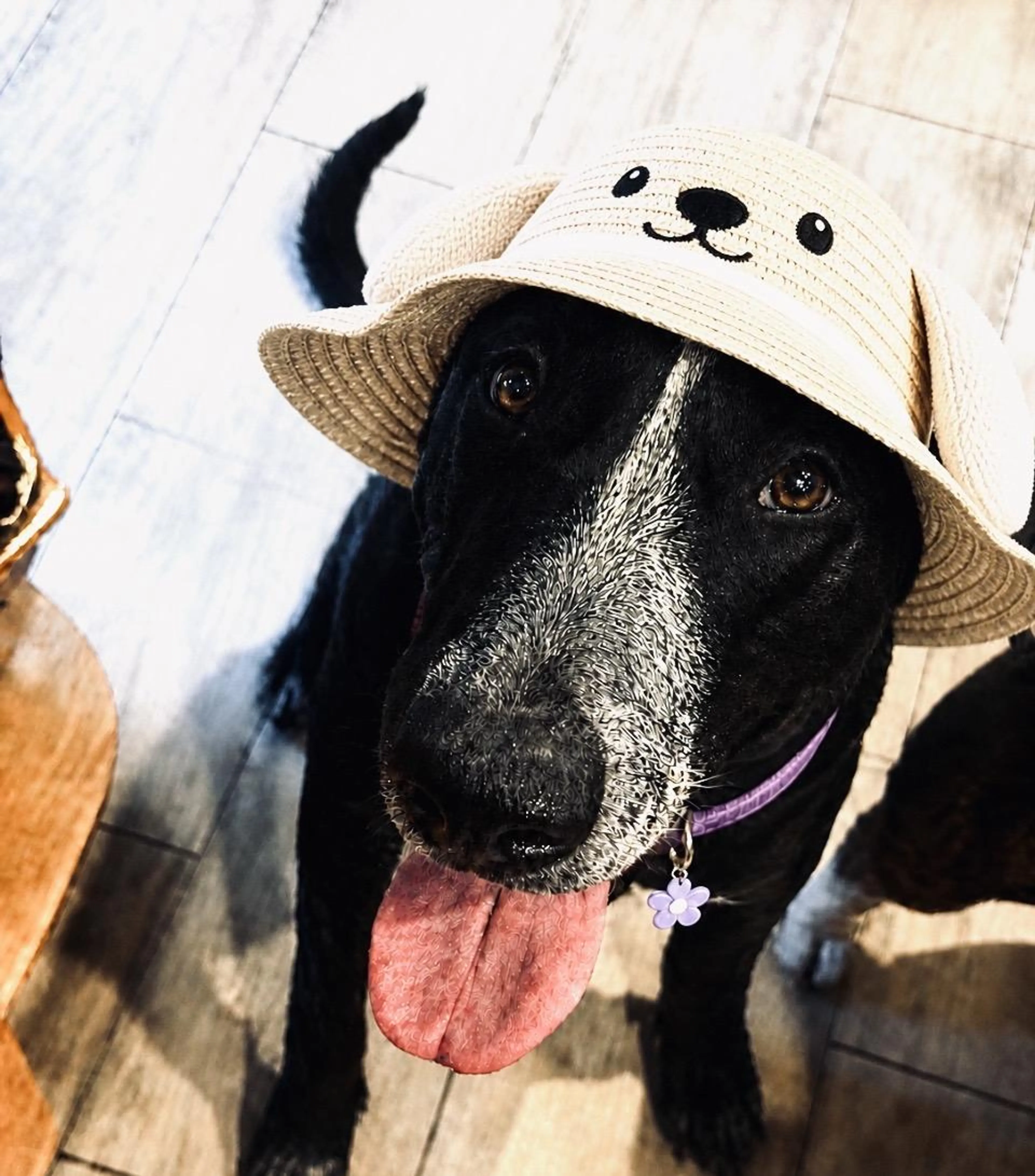 Found pet-4
