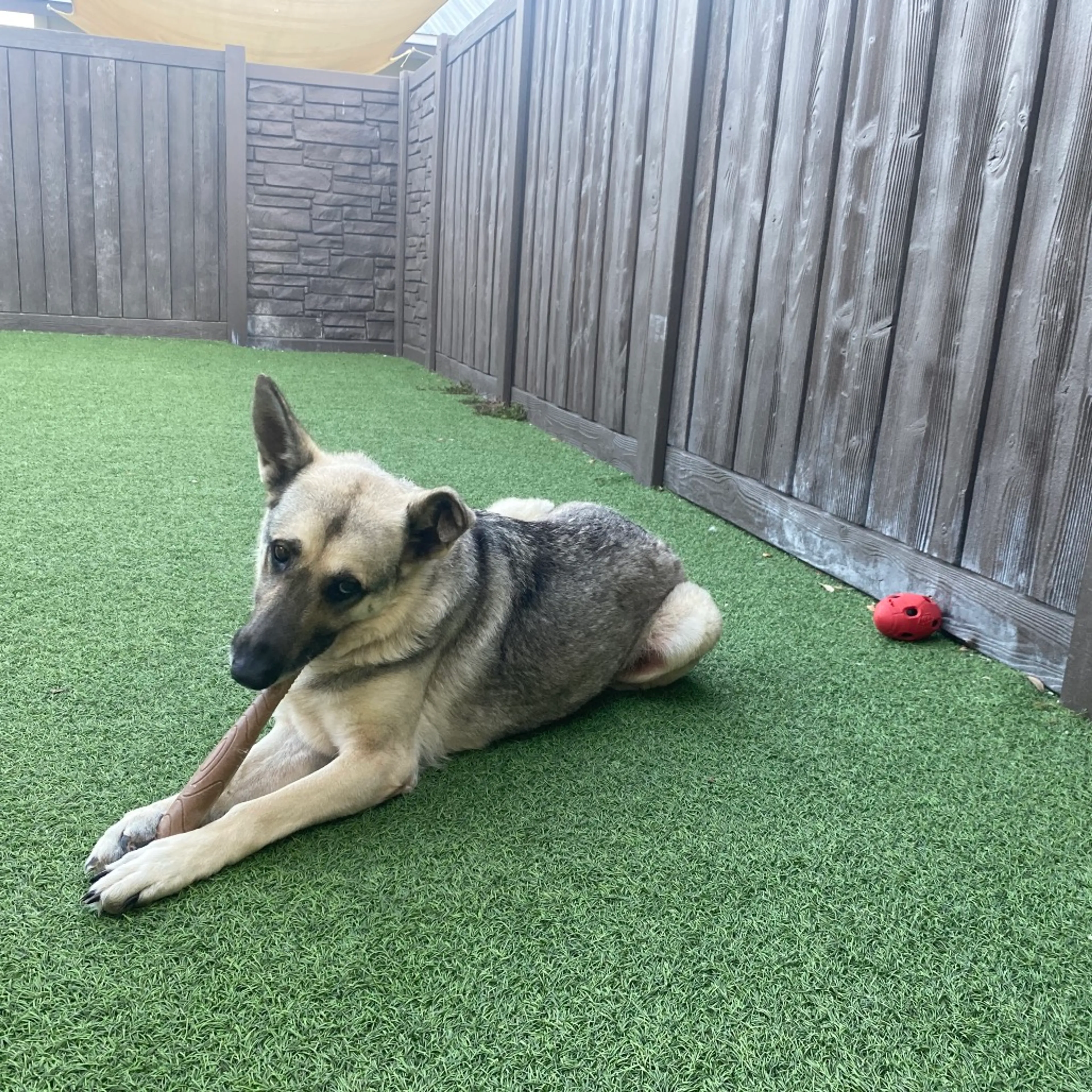 Found pet-5