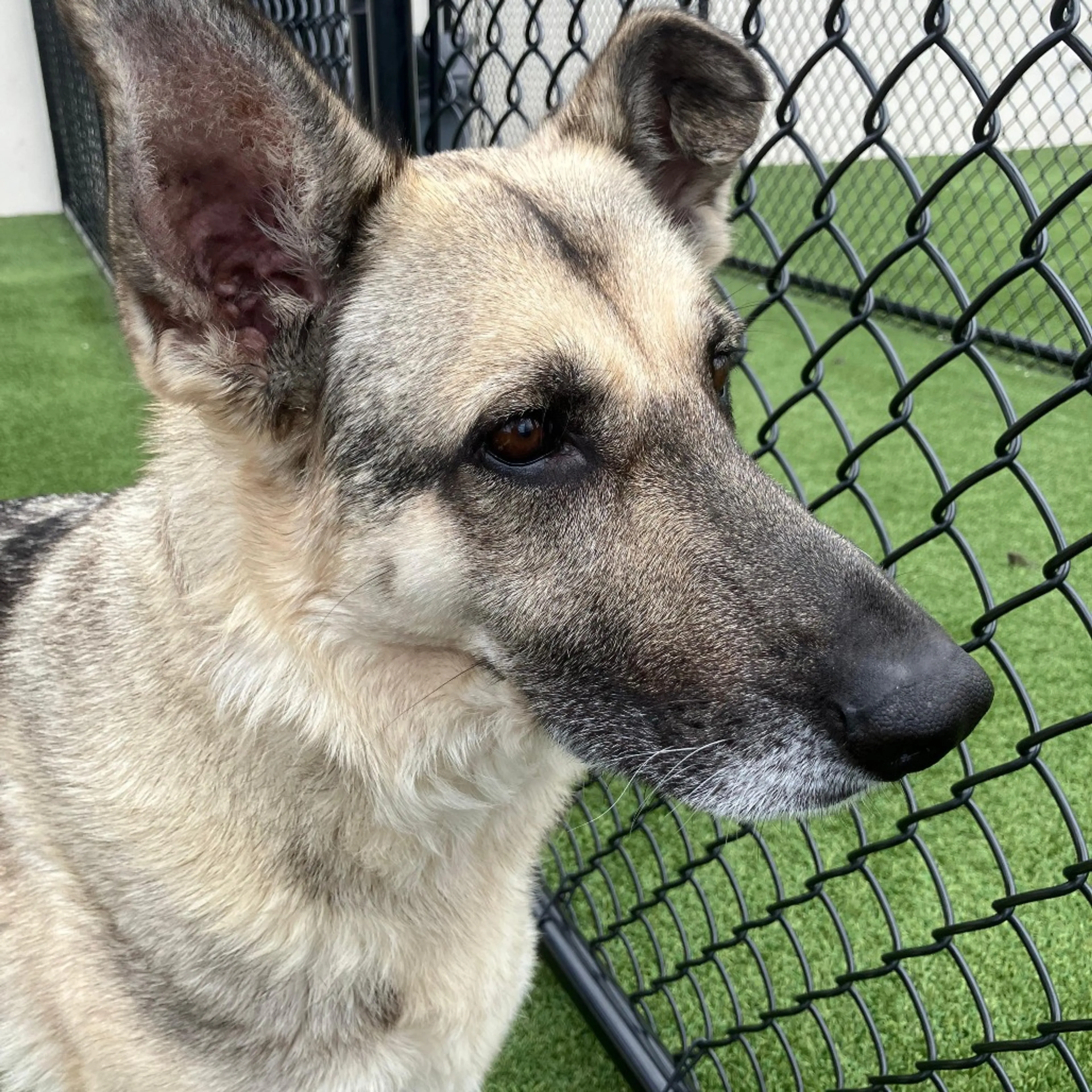 Found pet-6