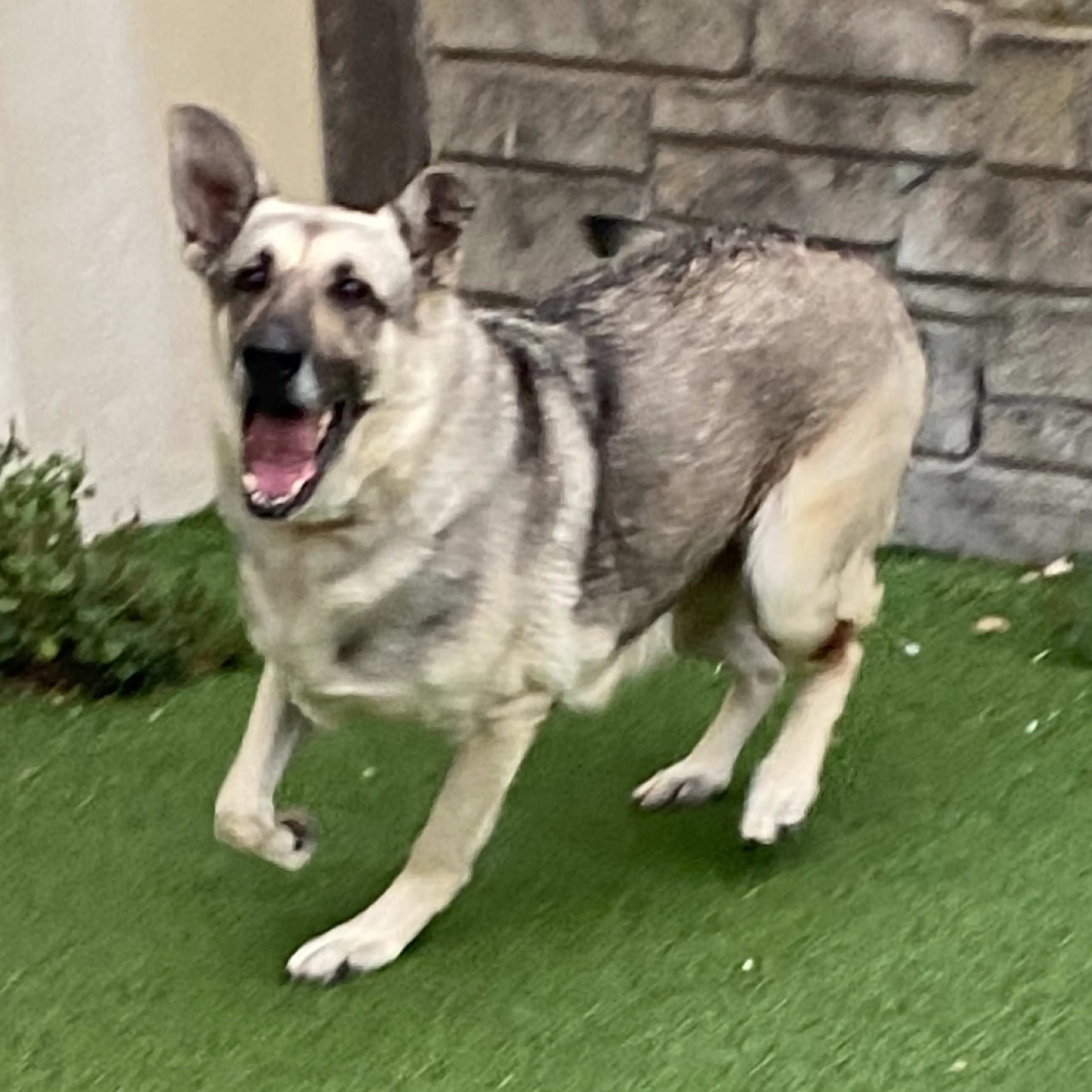 Found pet-1