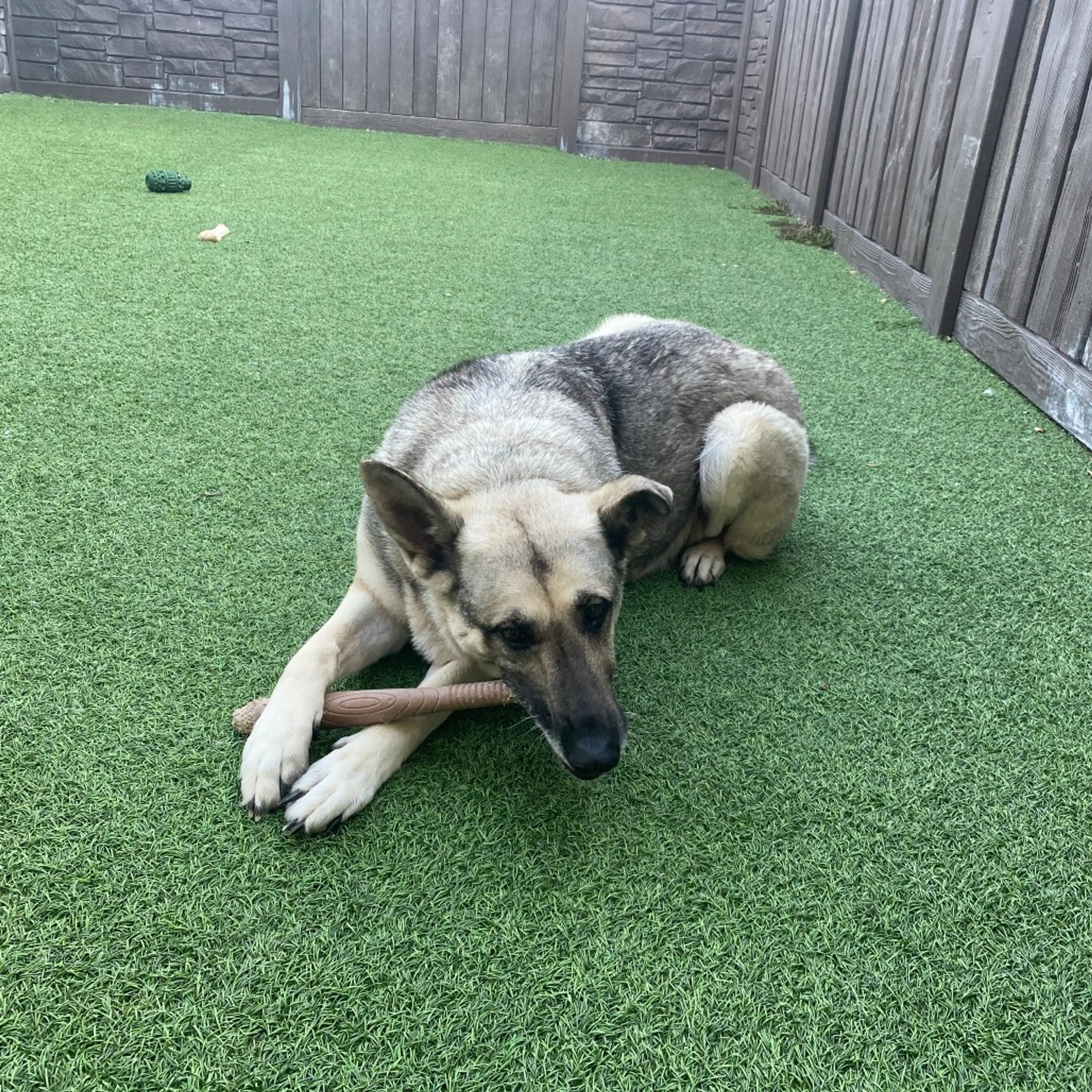 Found pet-4