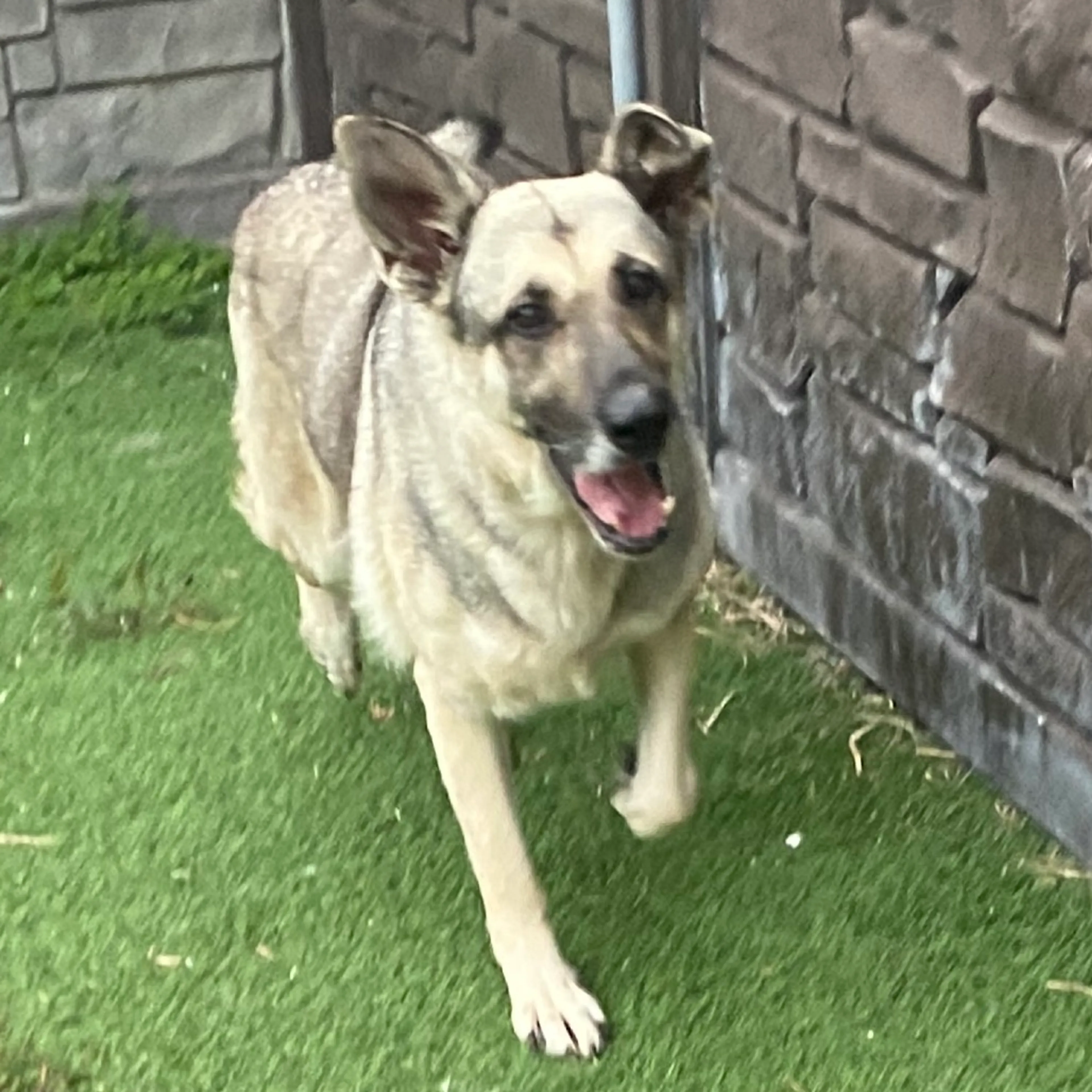 Found pet-2