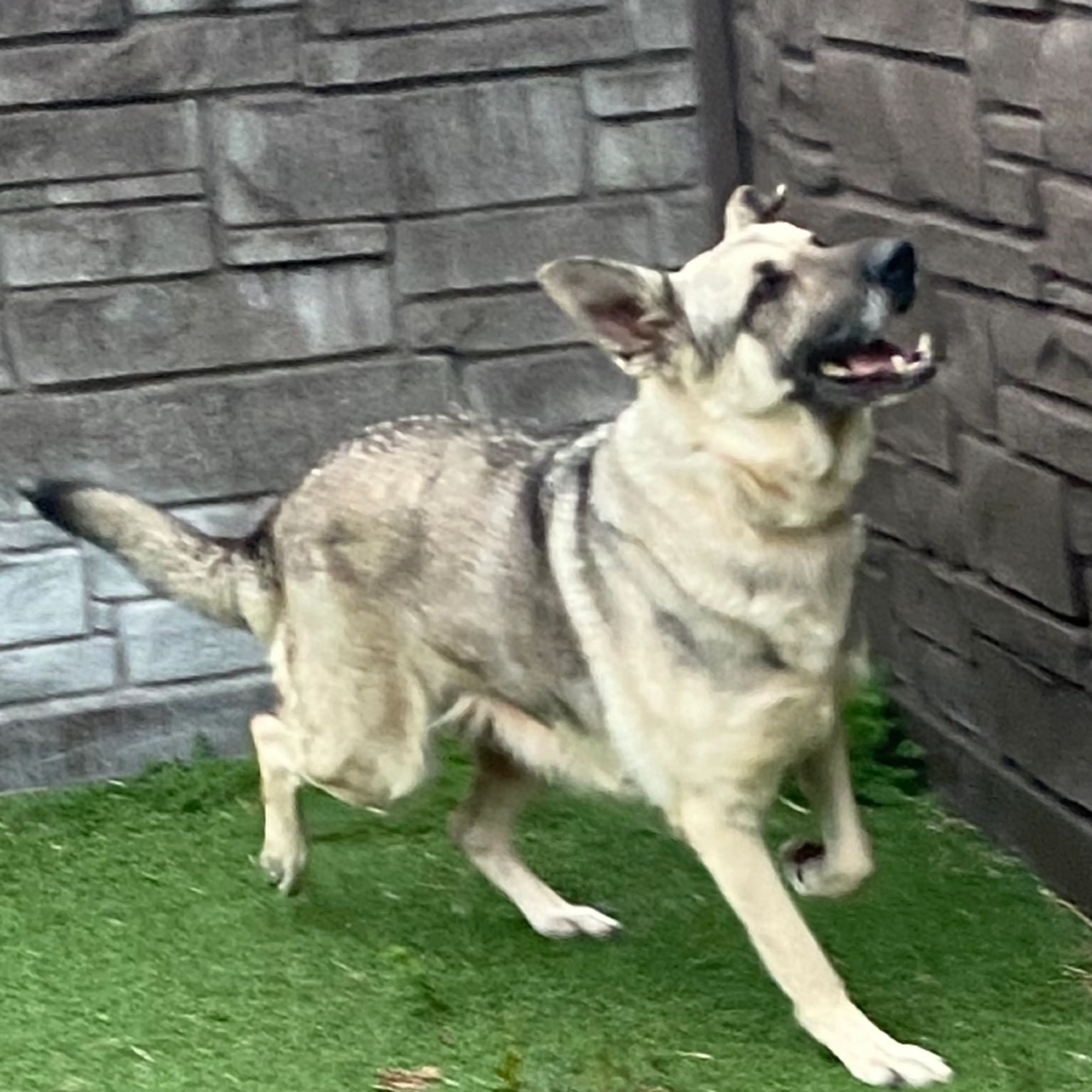 Found pet-3