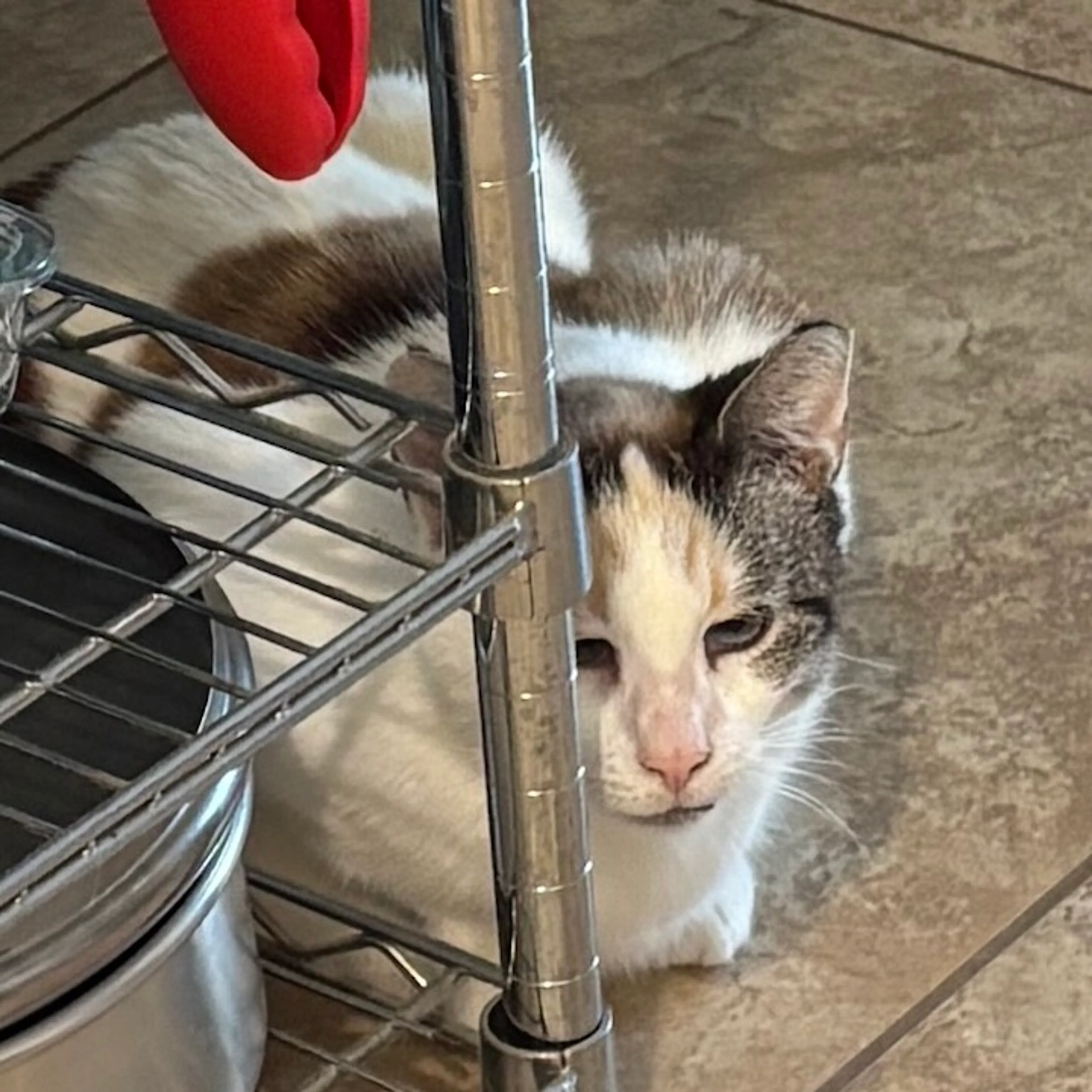 Found pet-4