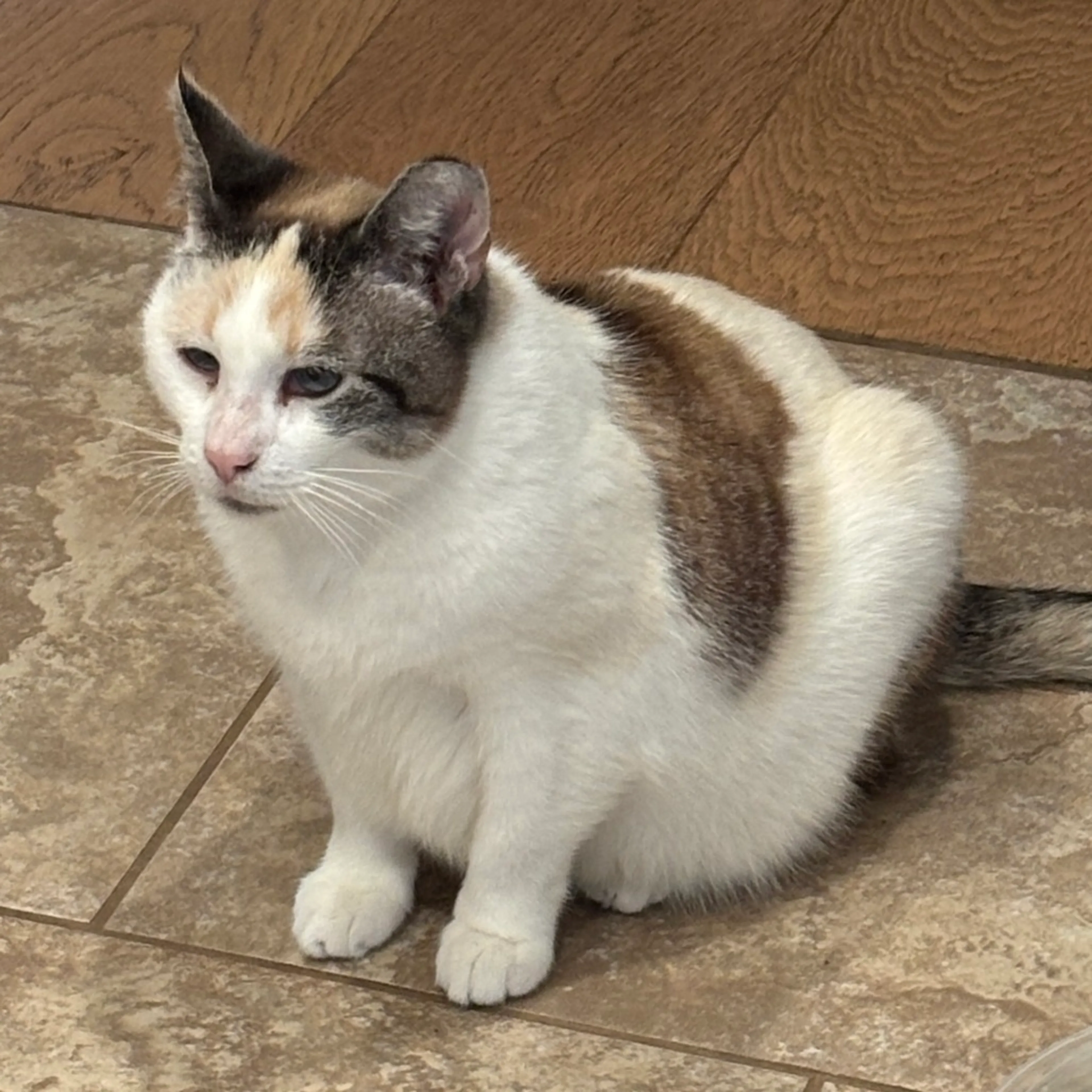 Found pet-2