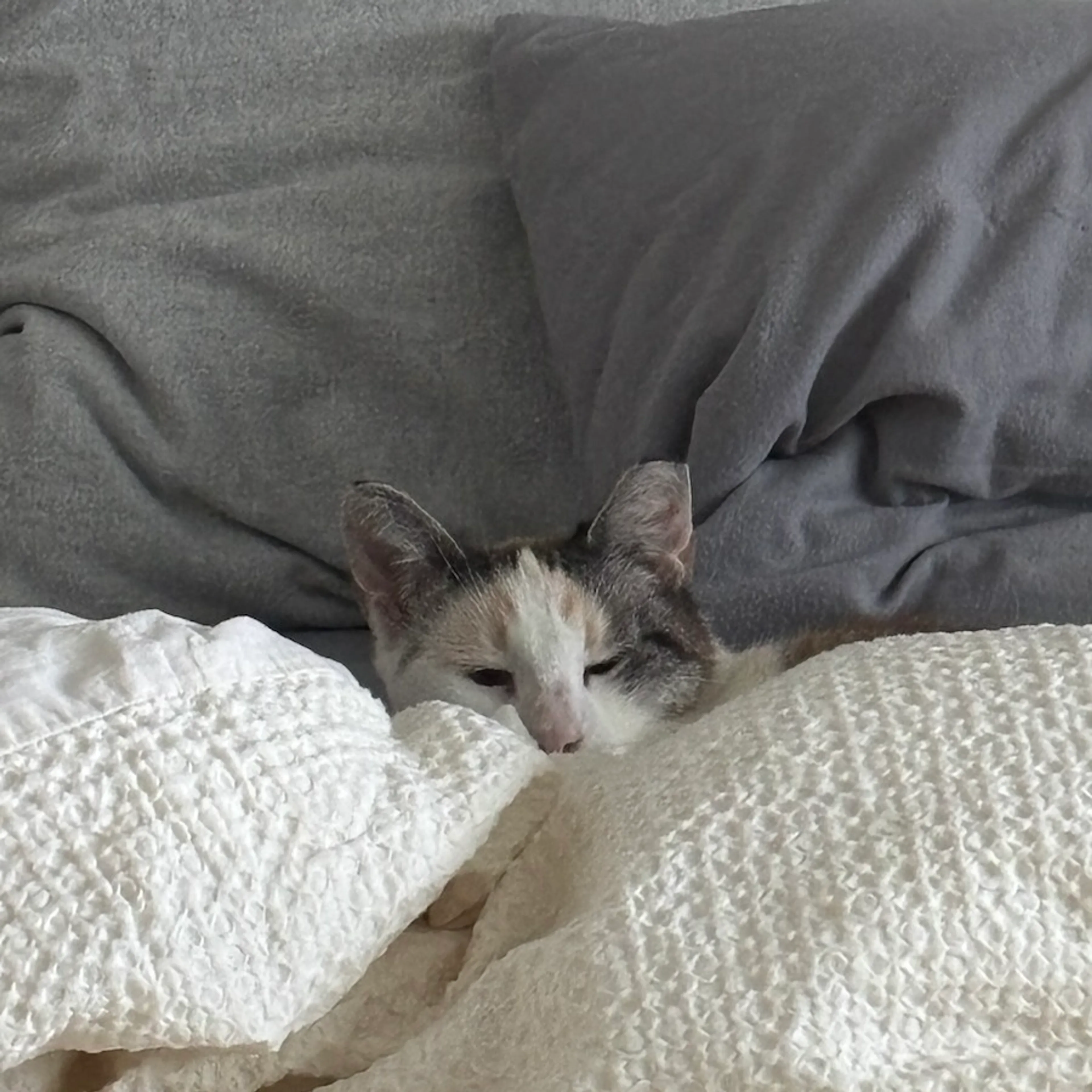 Found pet-1