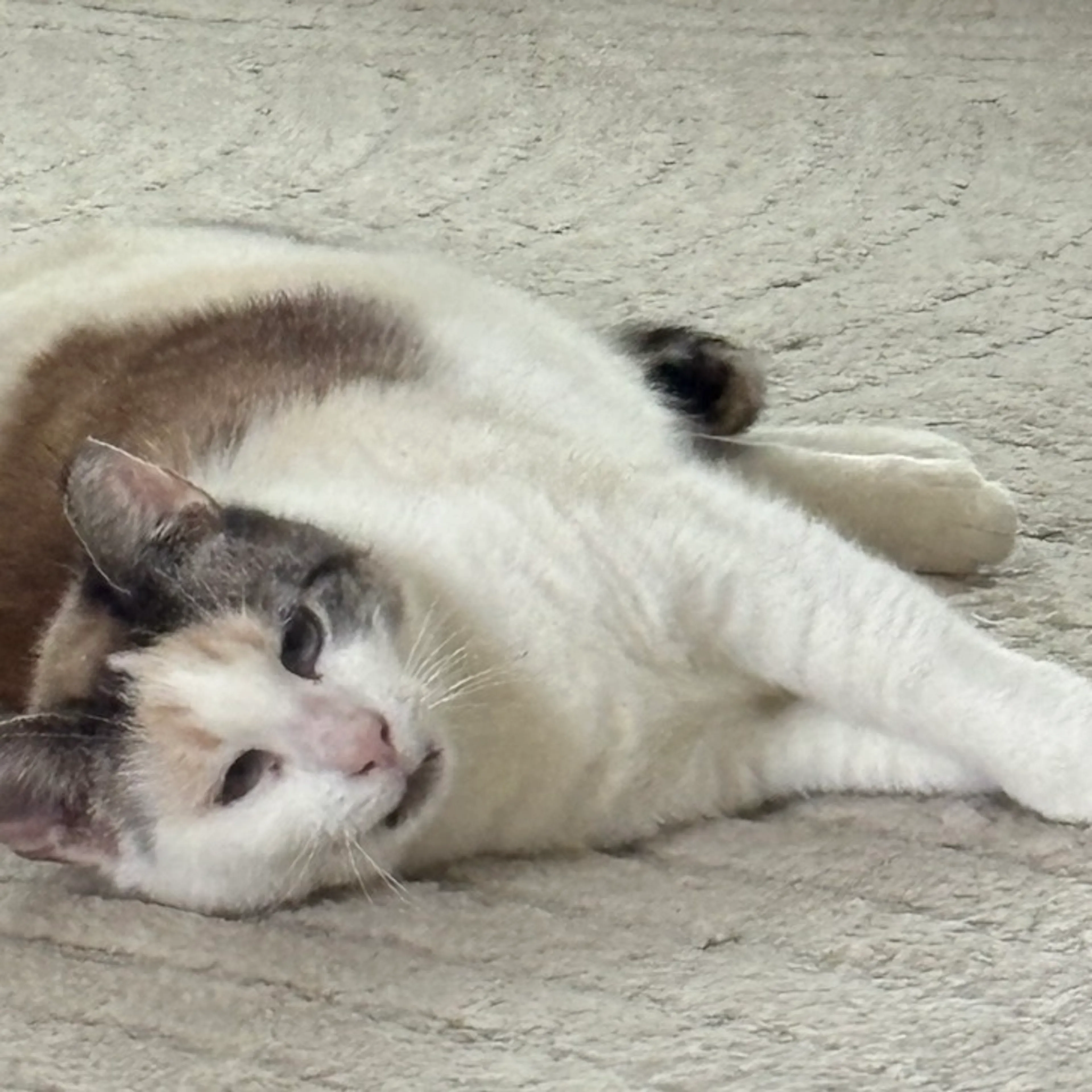 Found pet-3