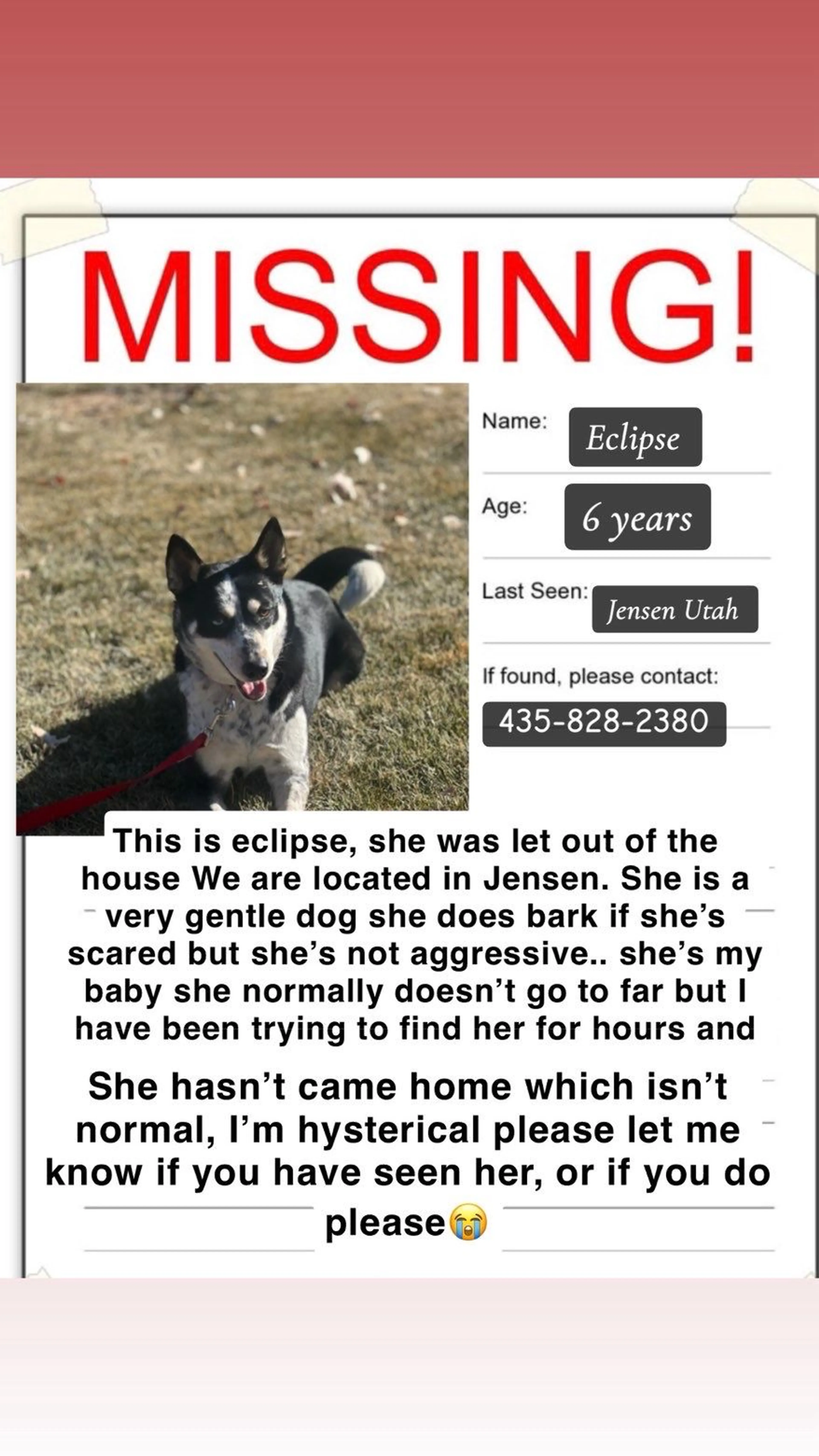 Lost pet
