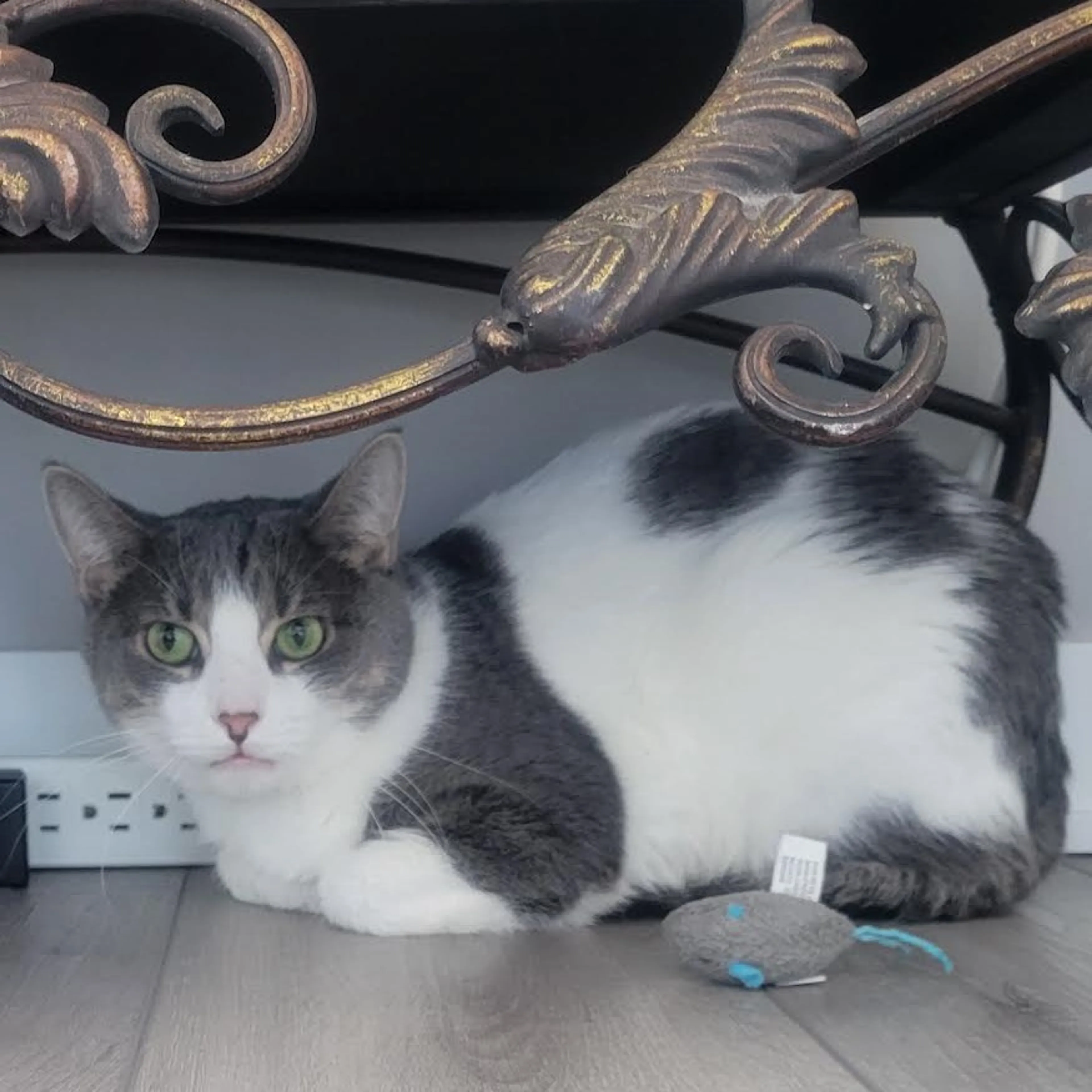 Found pet-3