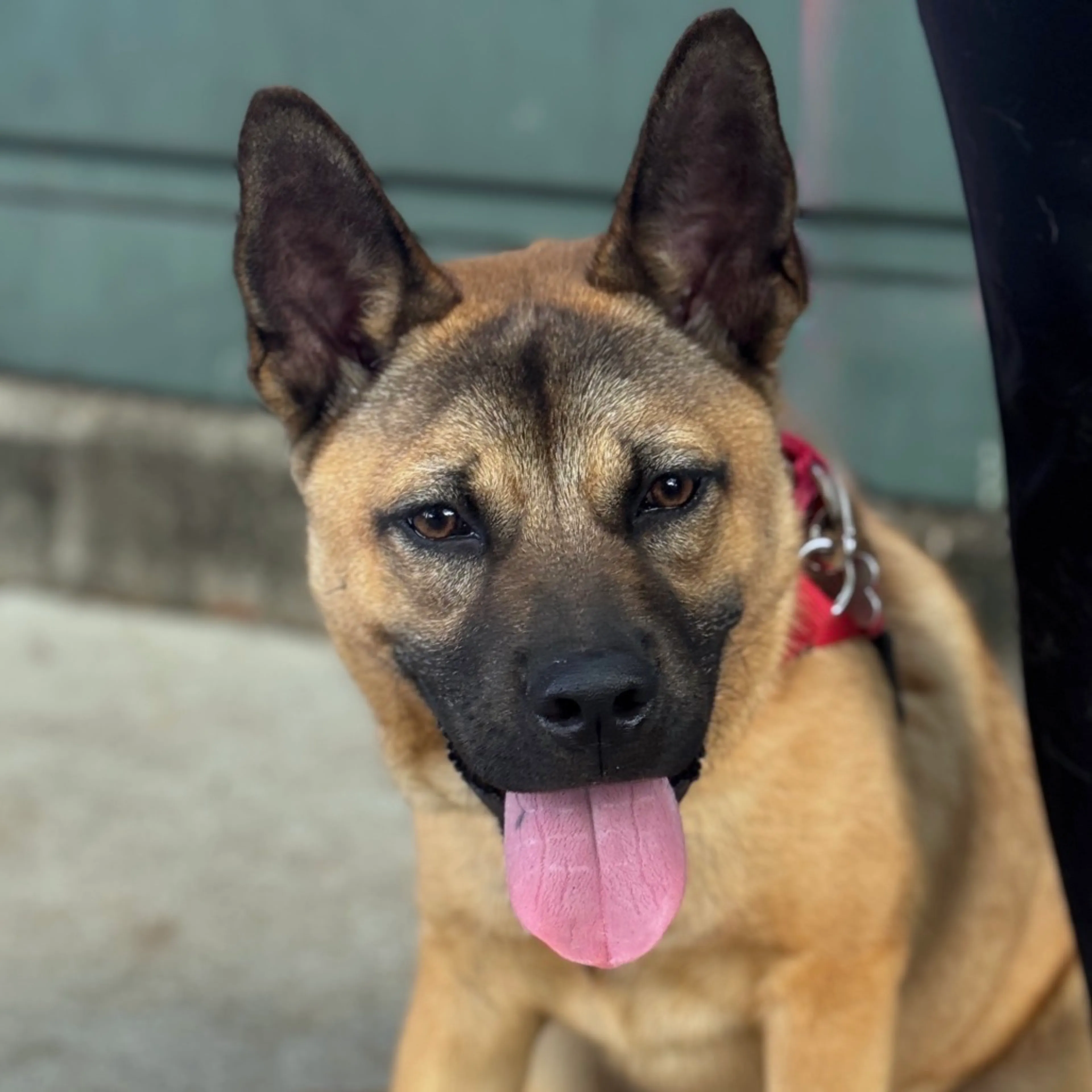 Found pet-1
