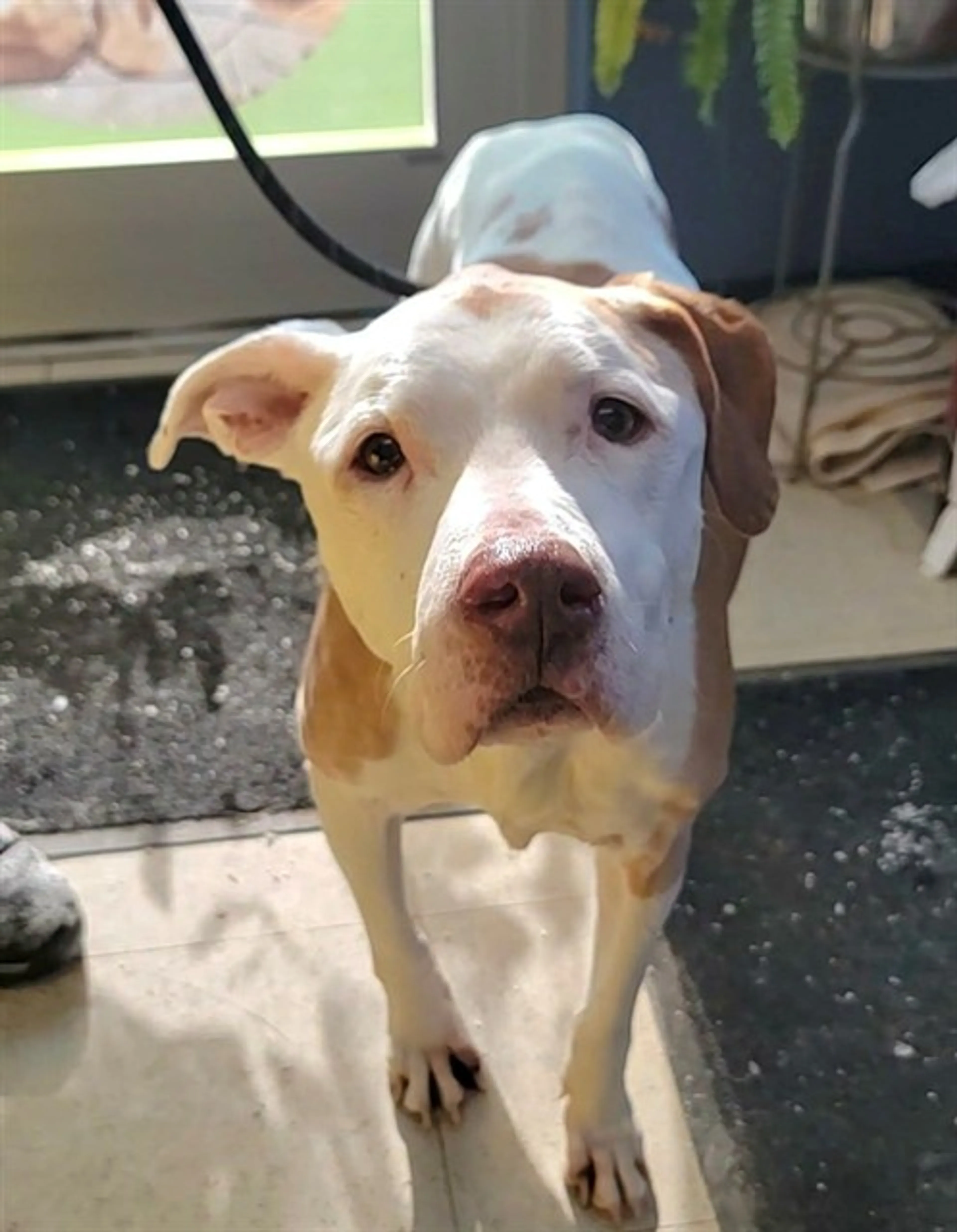 Found pet