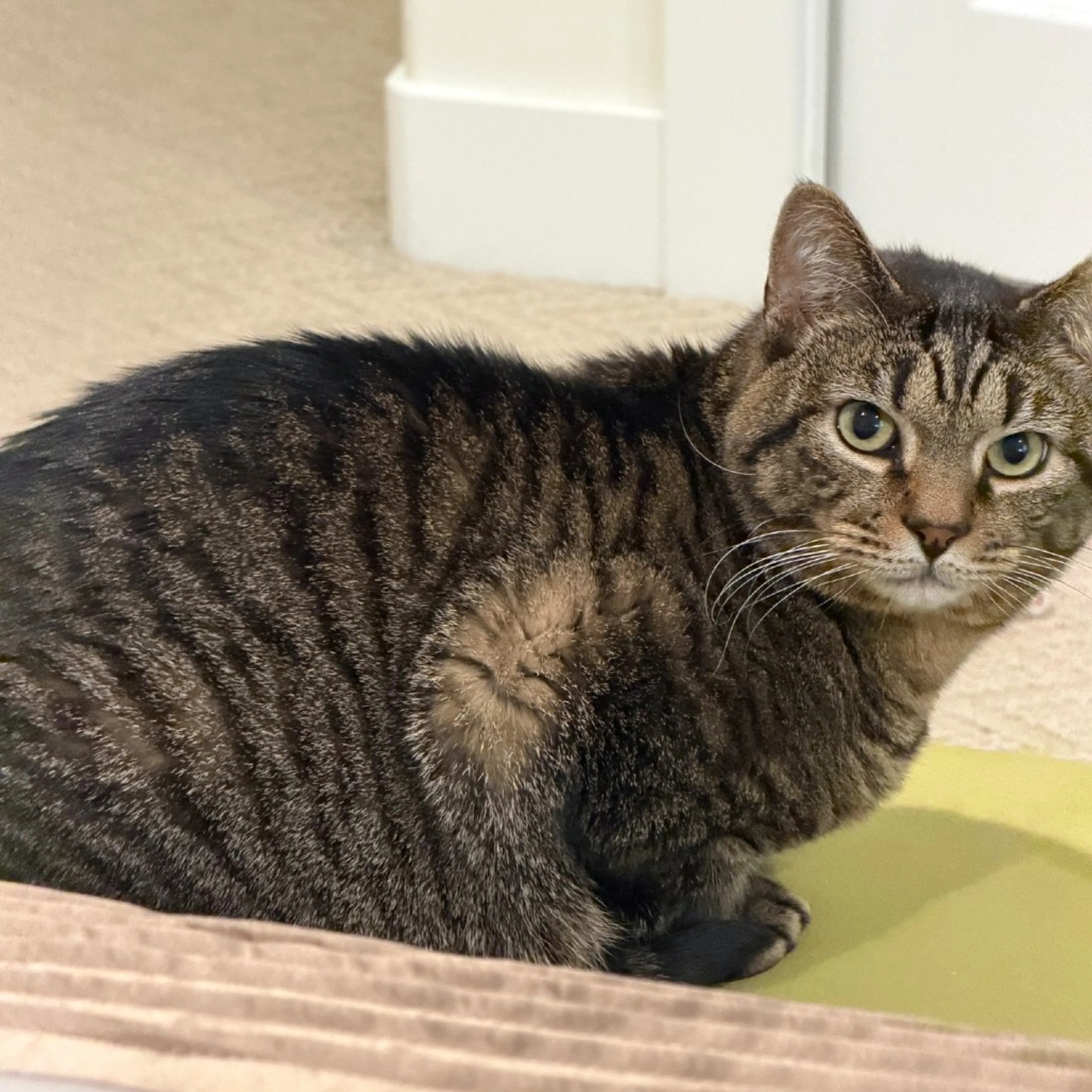 Found pet-5
