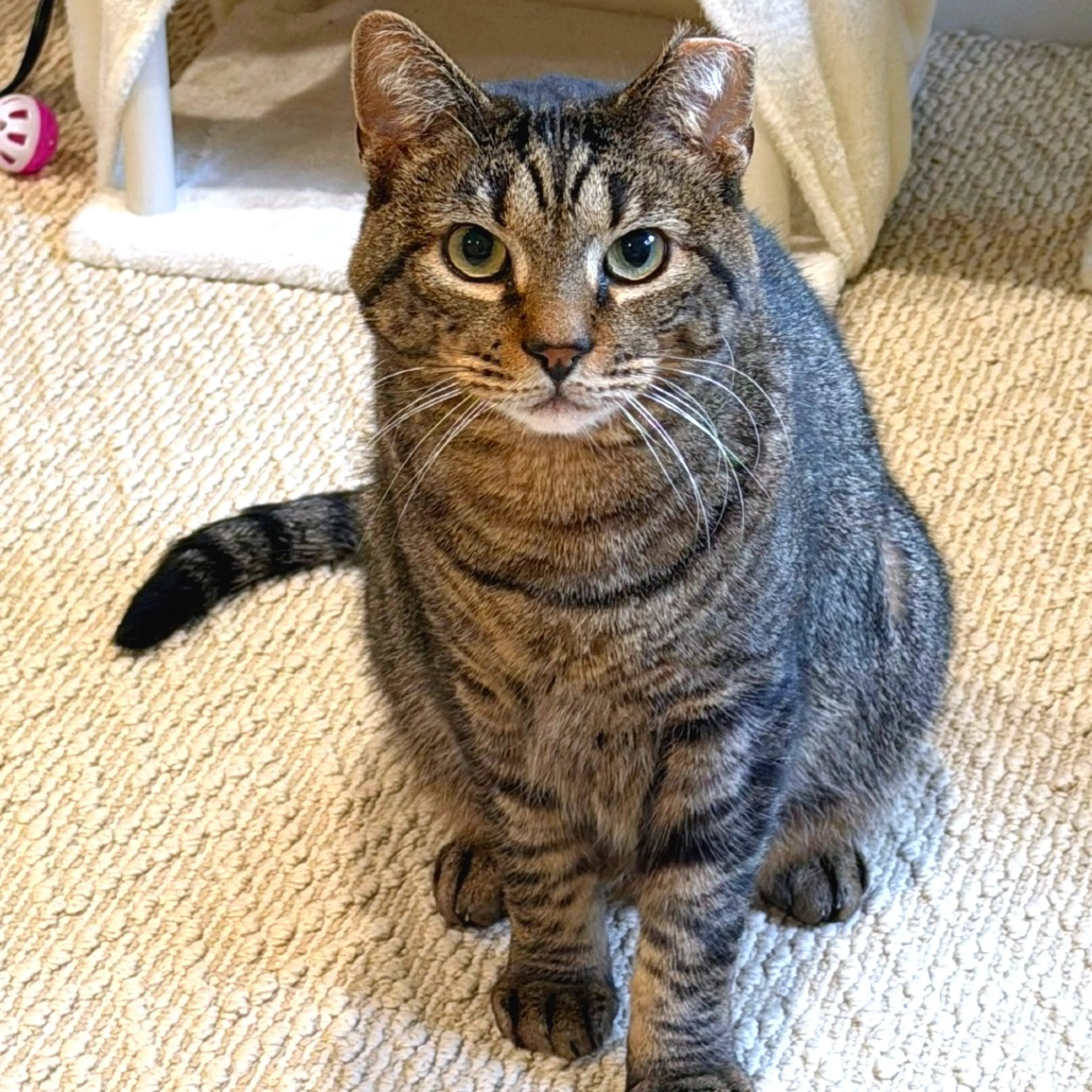 Found pet-0