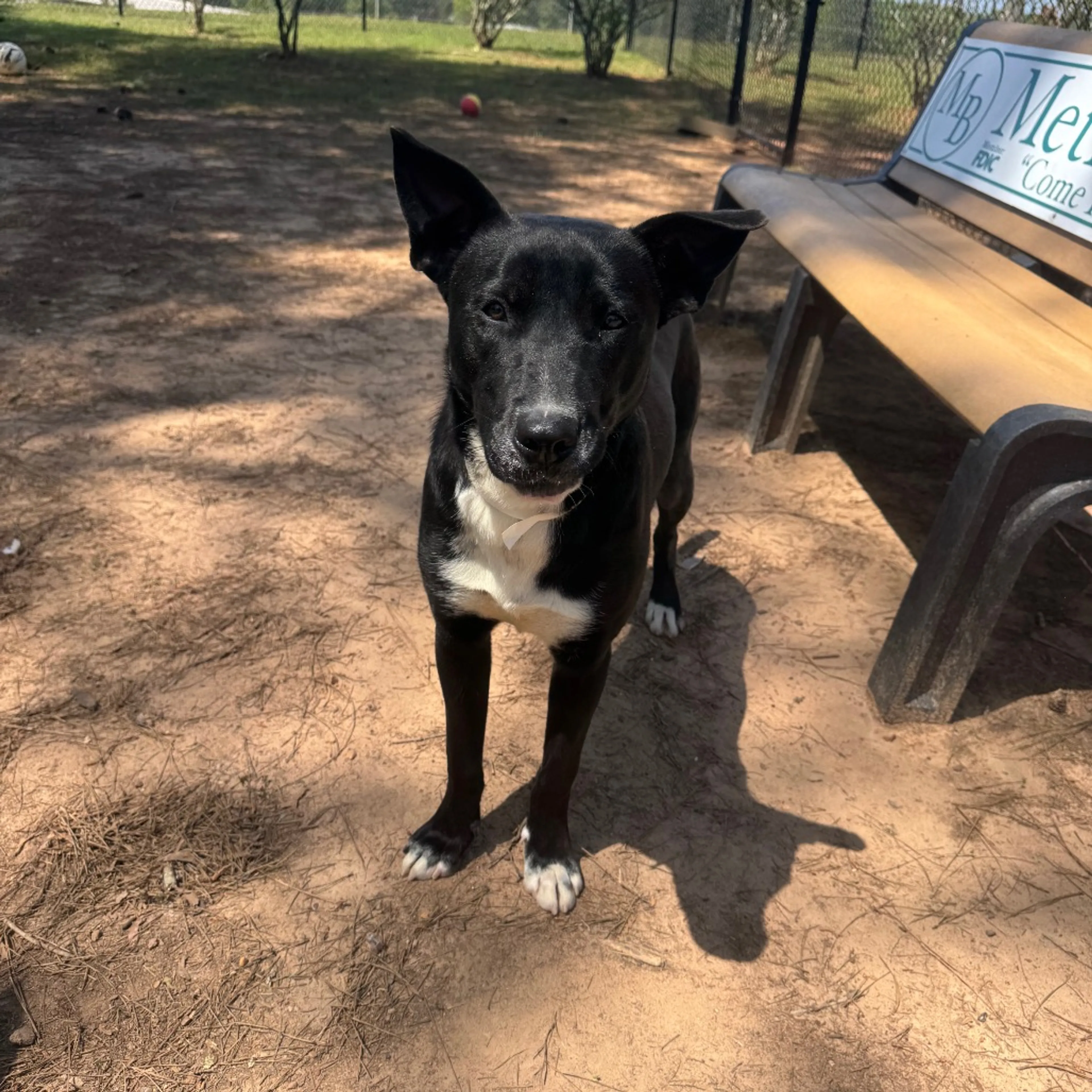 Found pet-2
