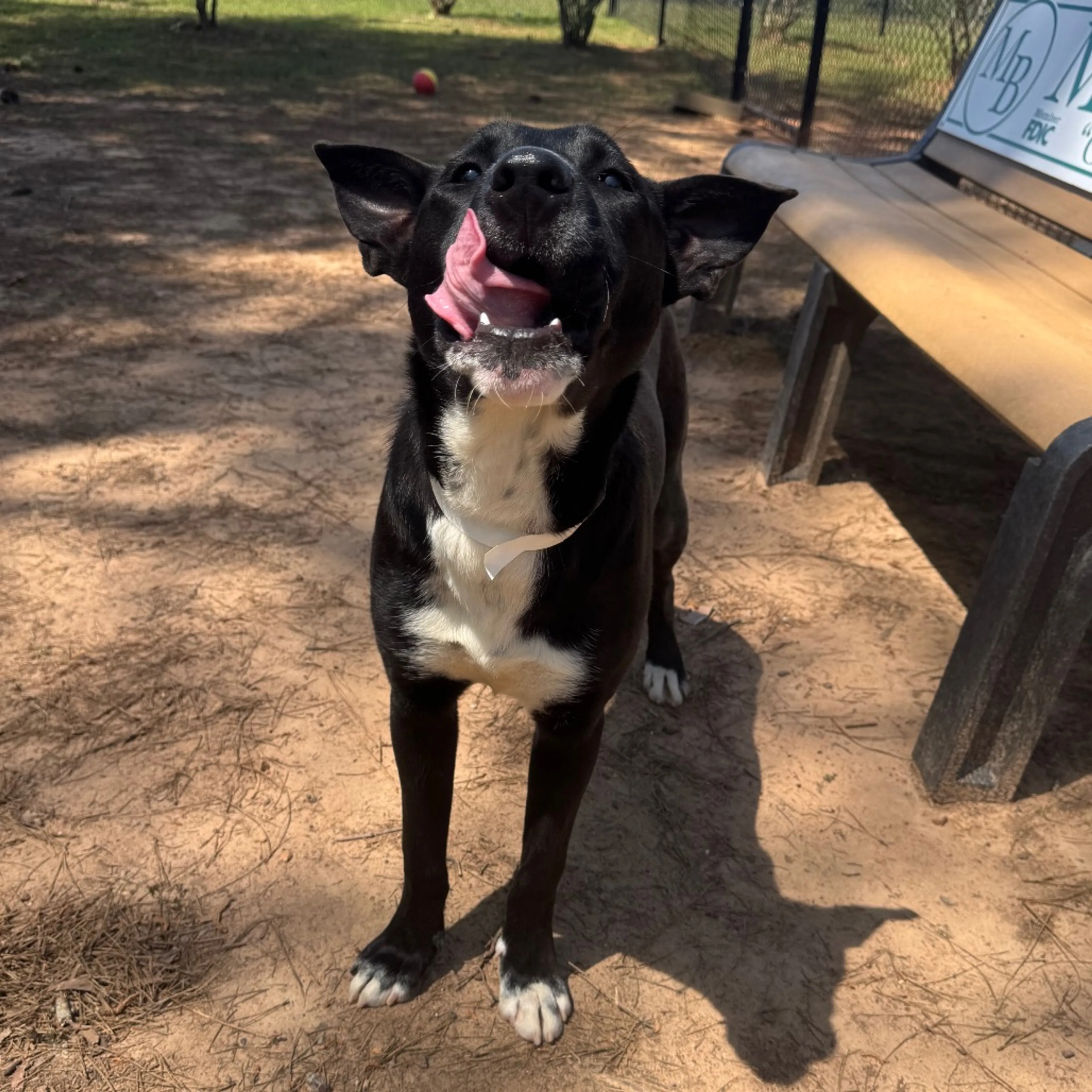 Found pet-1