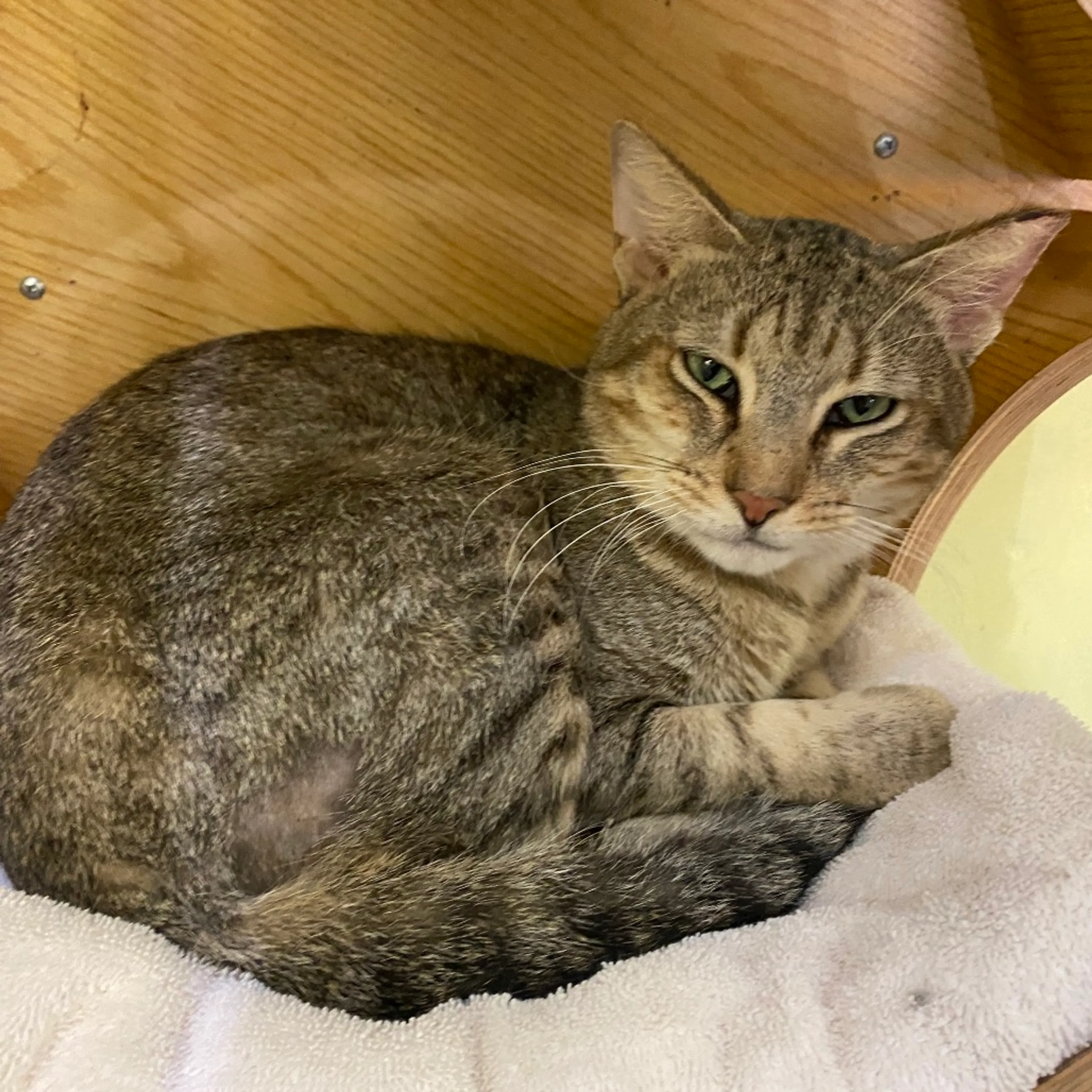 Found pet