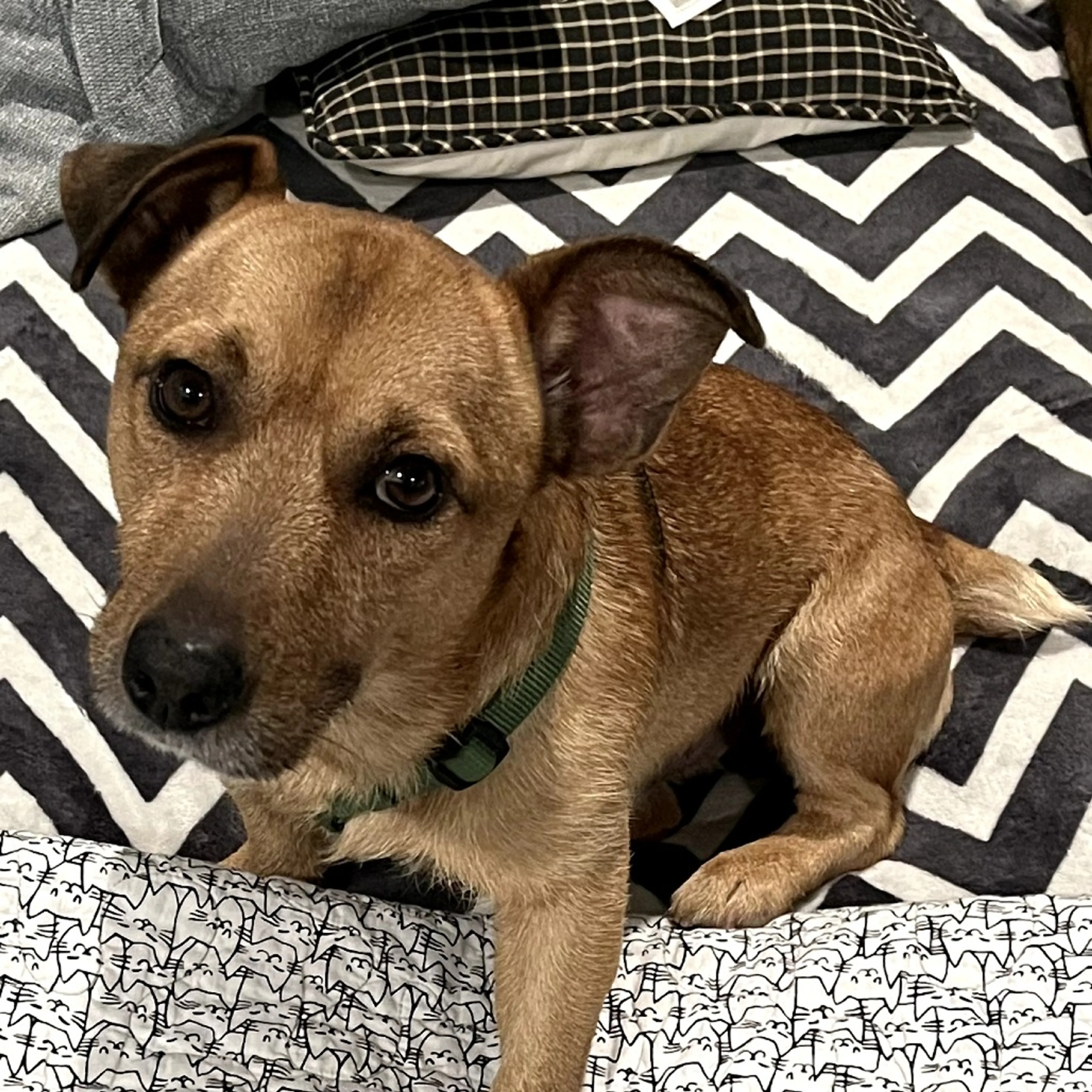 Found pet-7