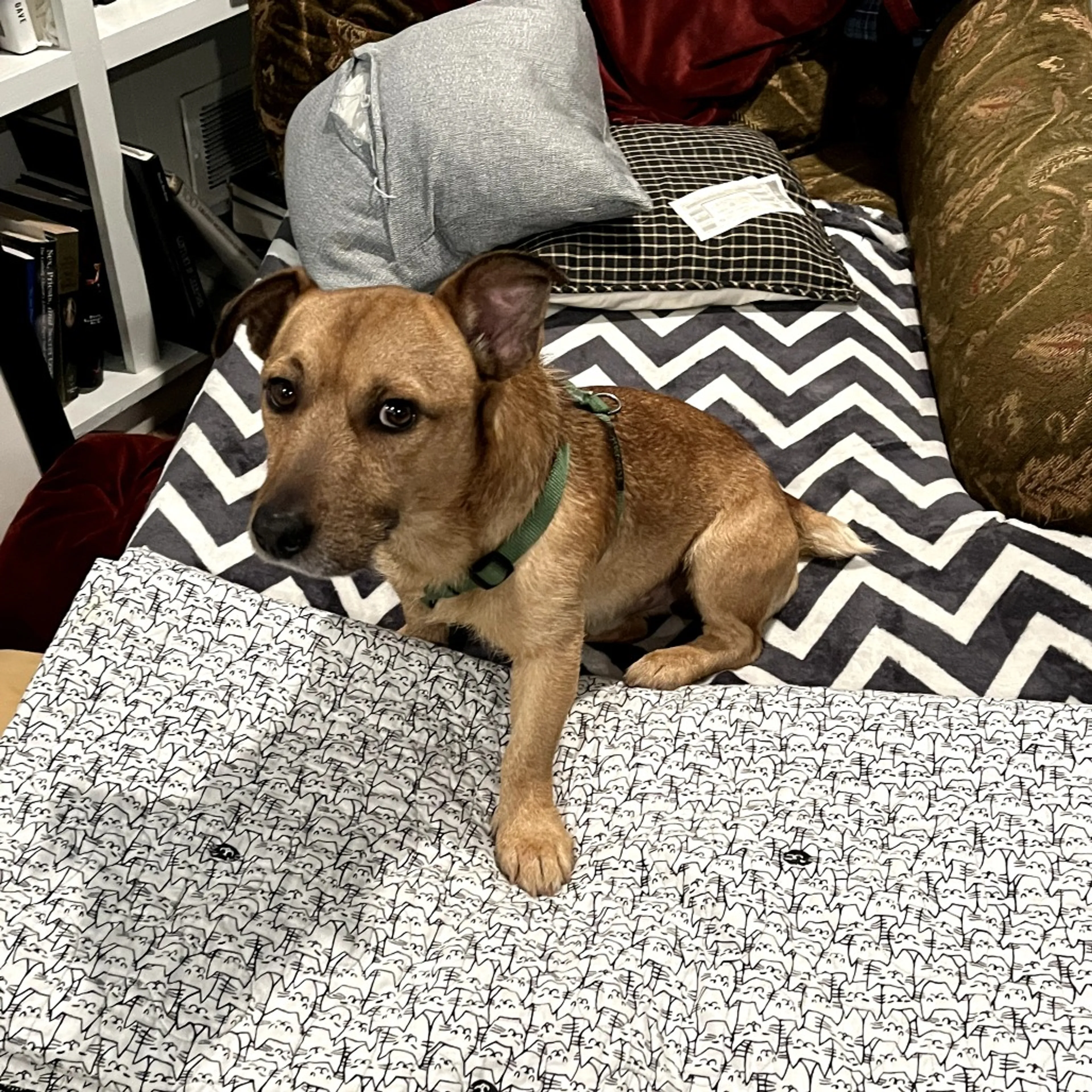 Found pet-5