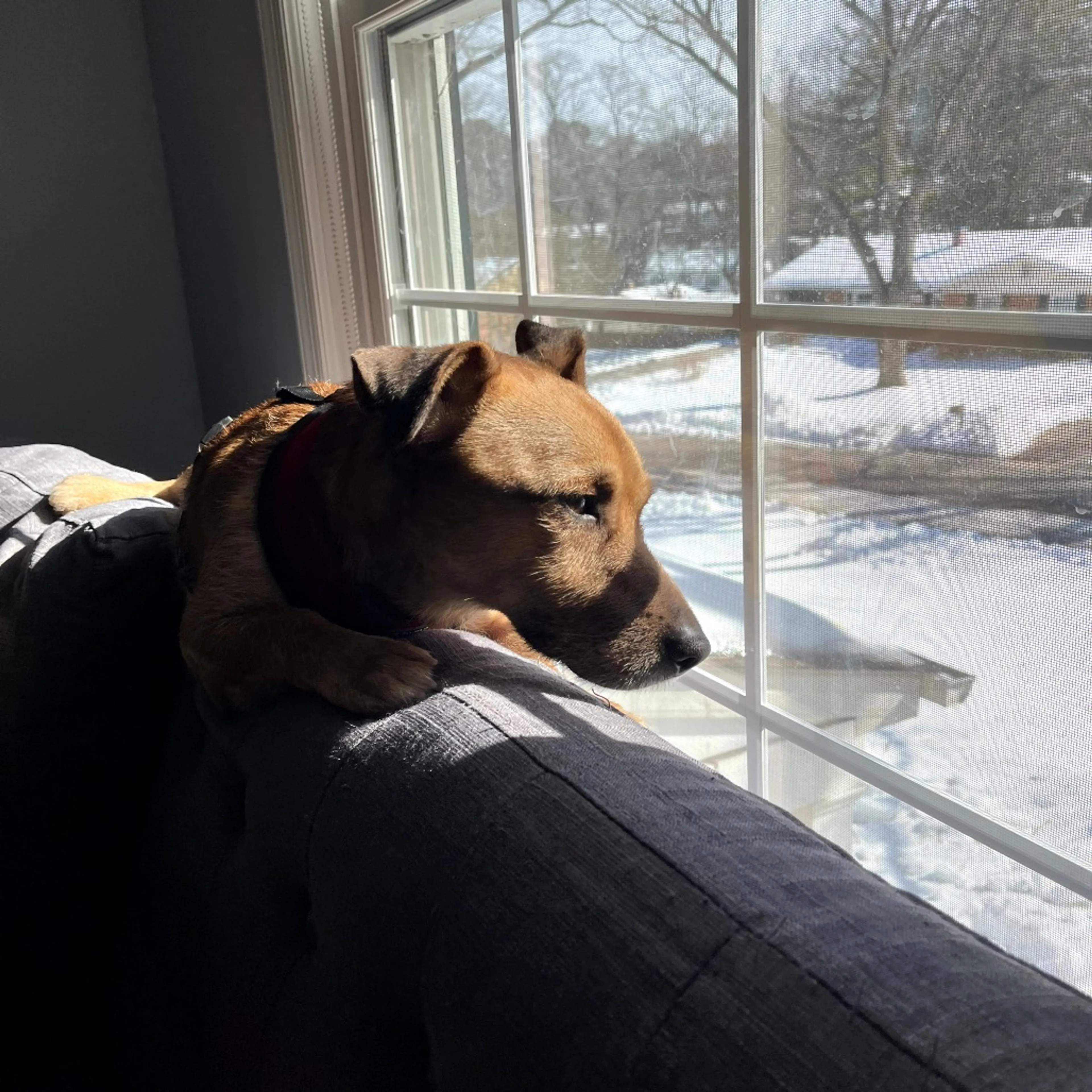 Found pet-6