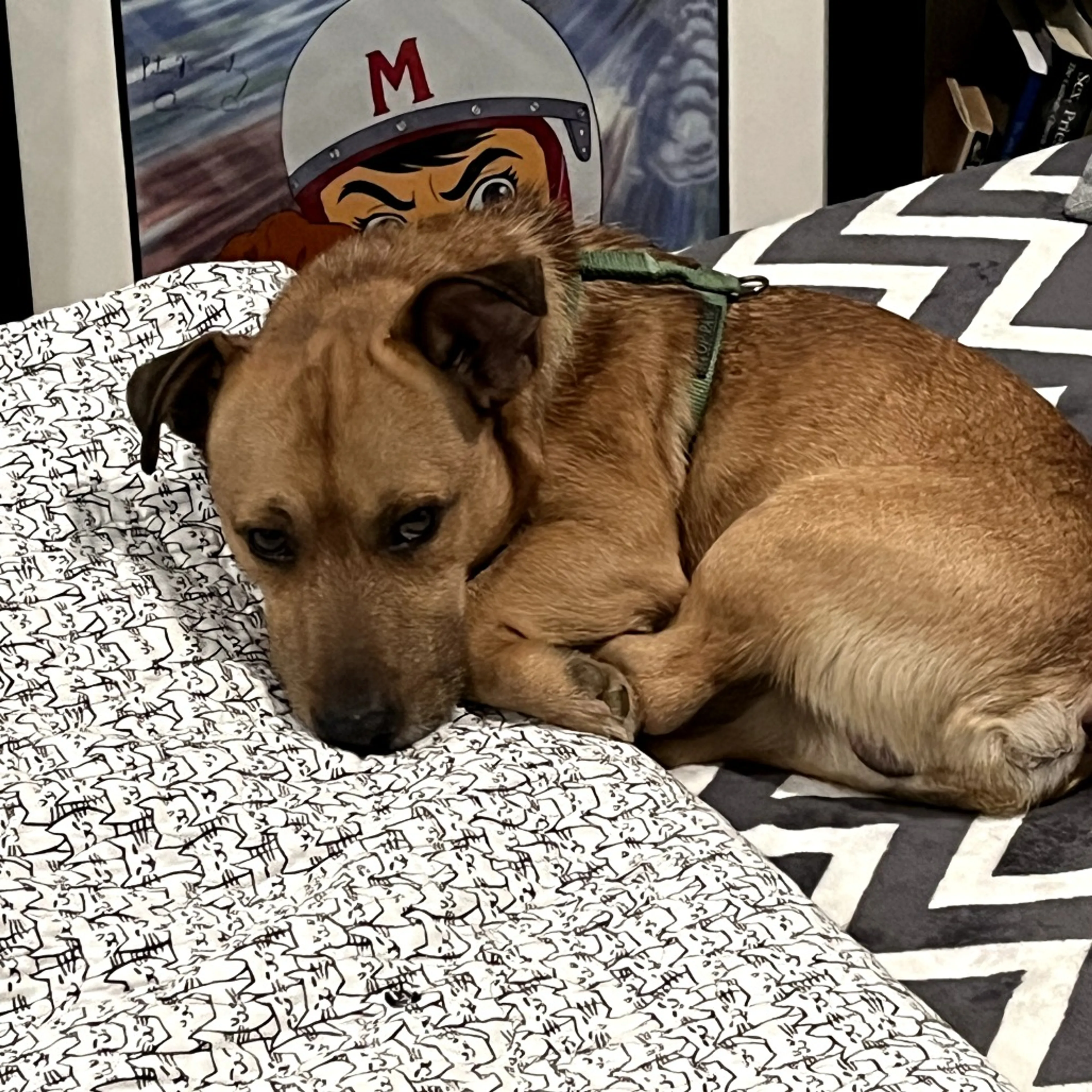 Found pet-4