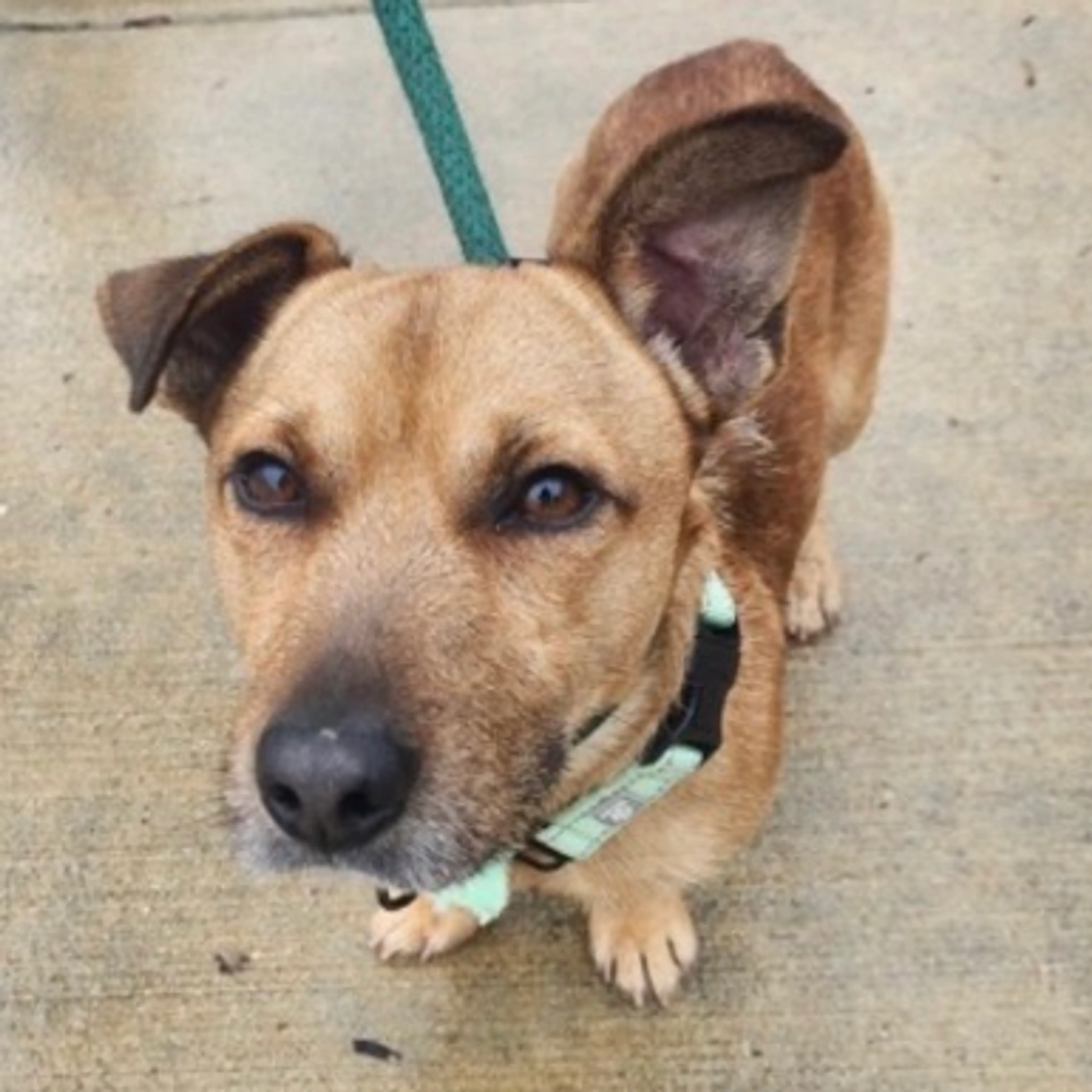 Found pet-1