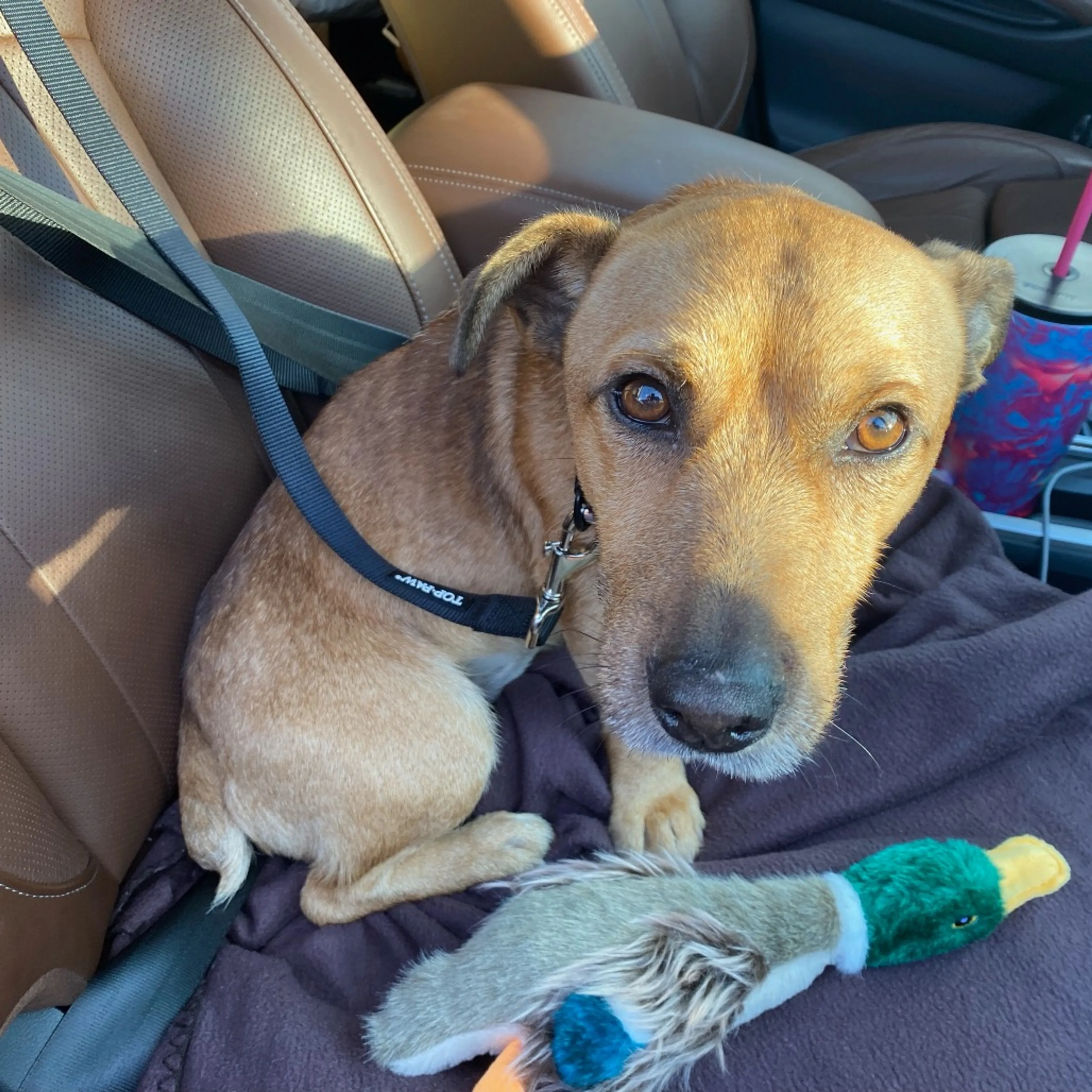 Found pet-3