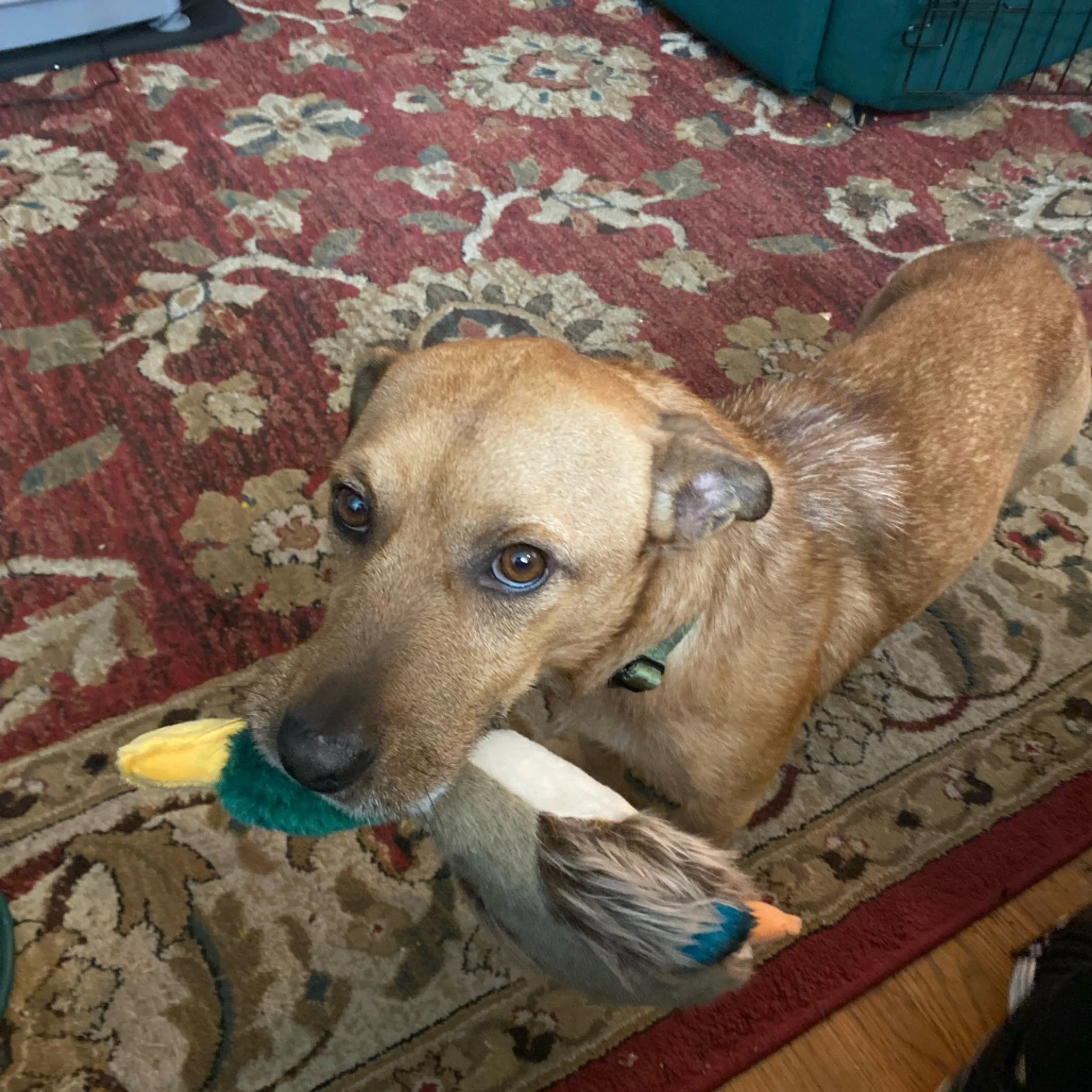 Found pet-2