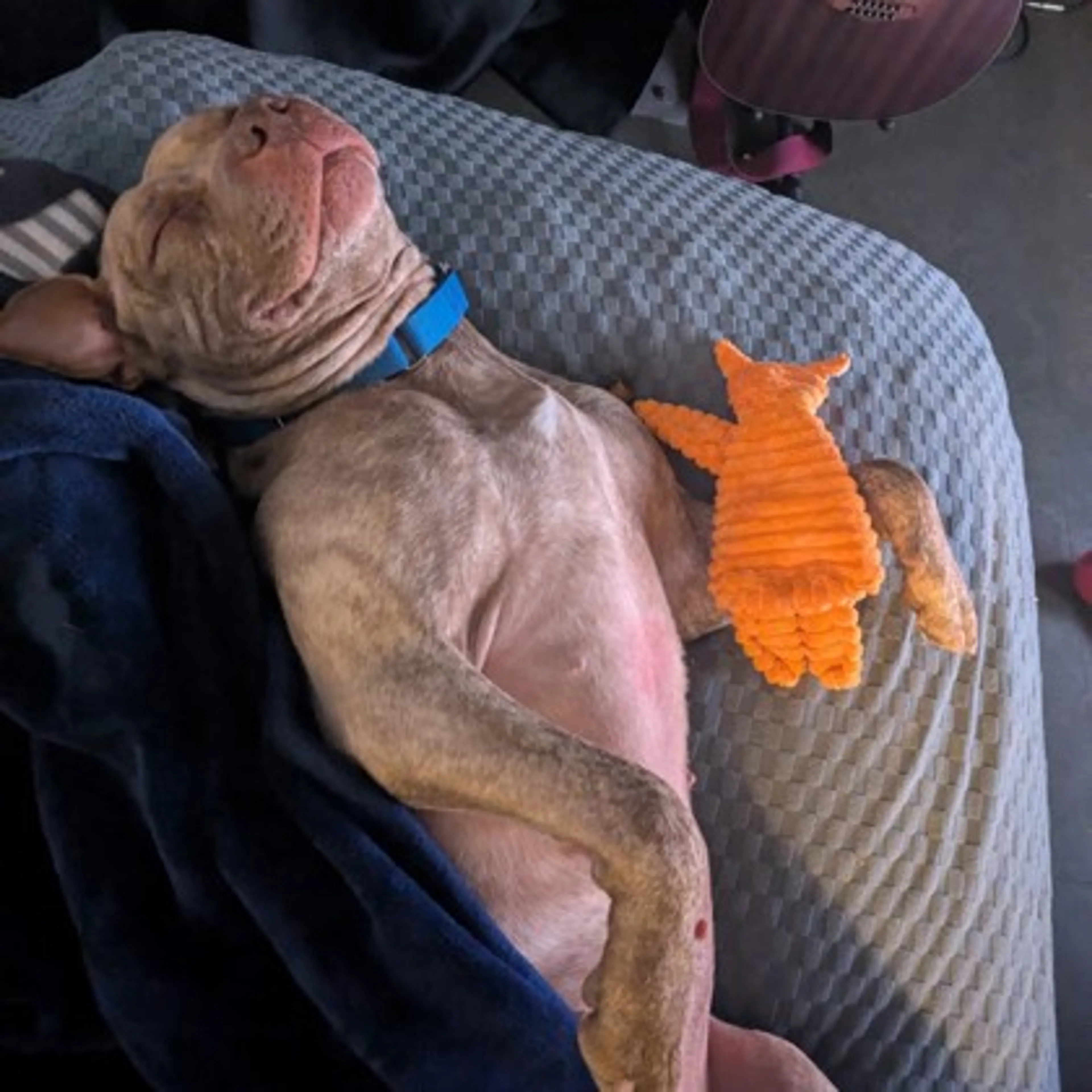 Found pet-1