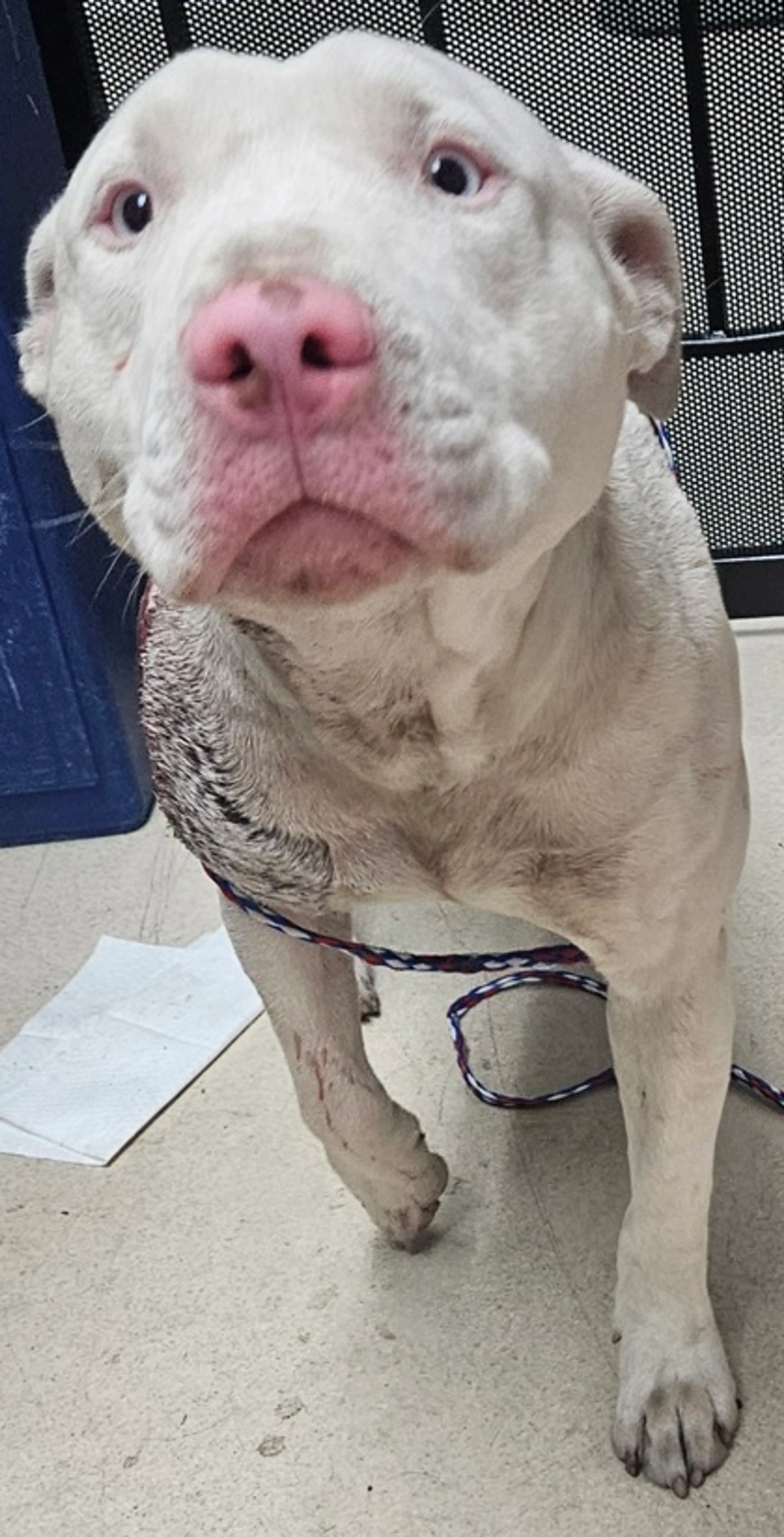 Found pet-2
