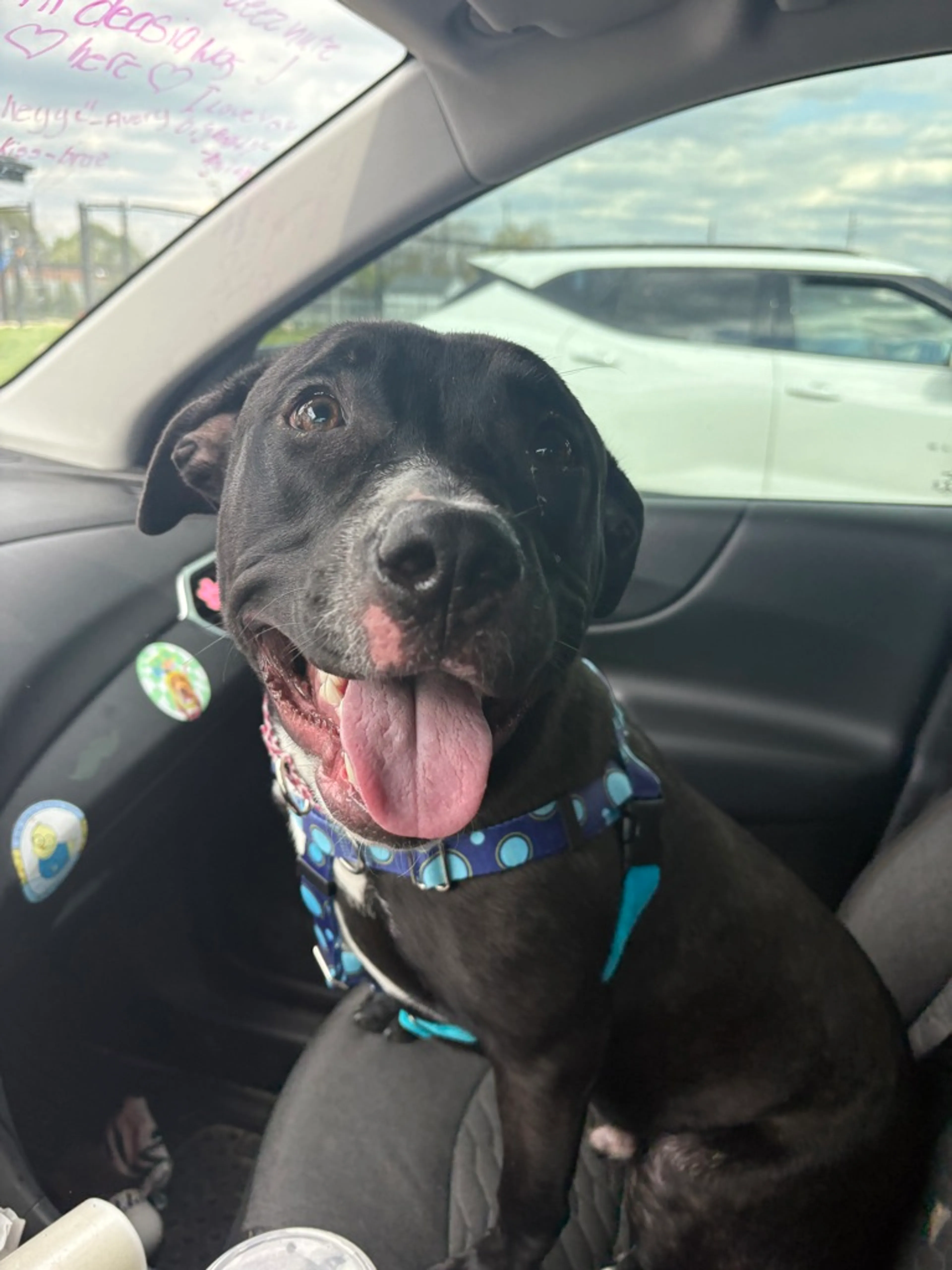 Found pet-1