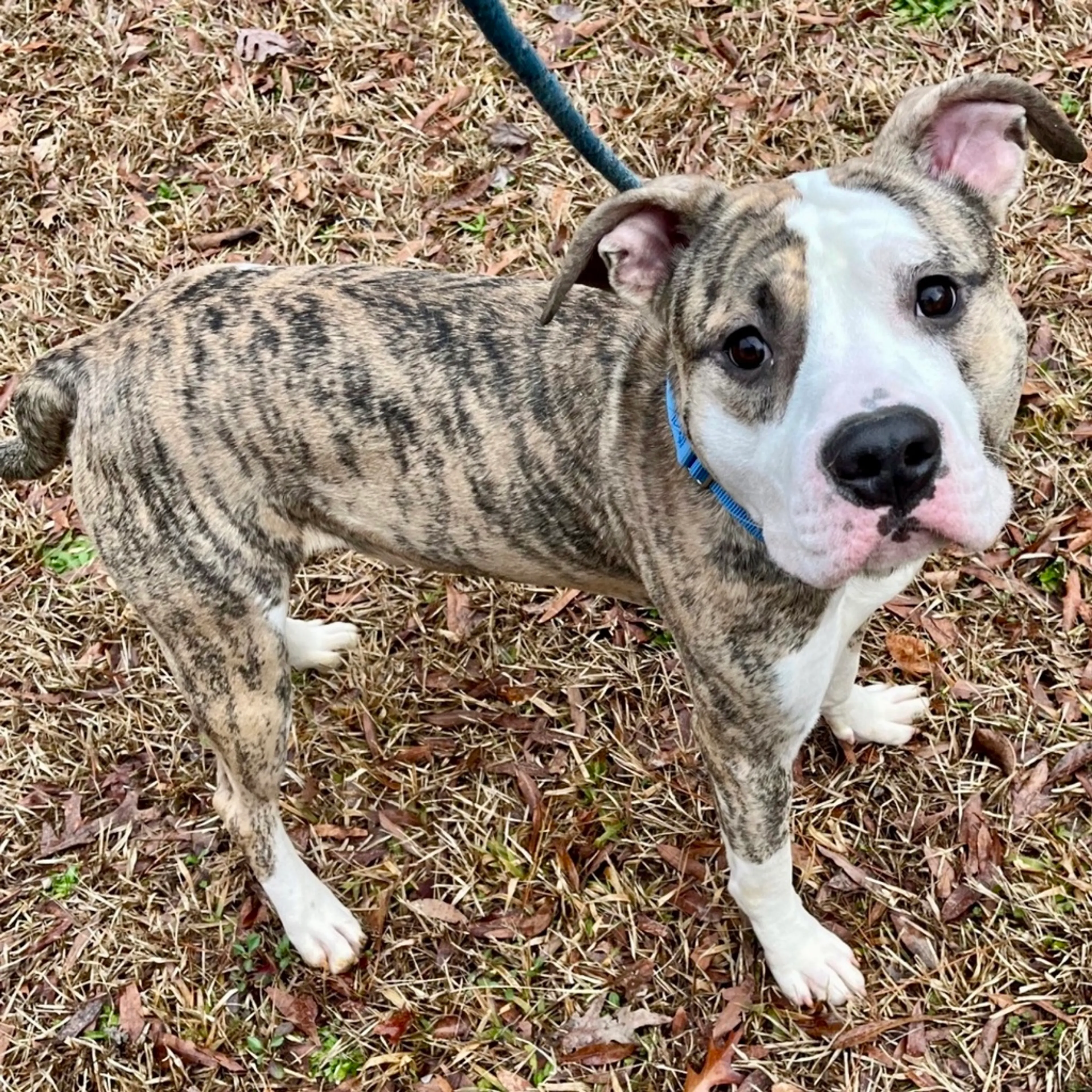 Found pet