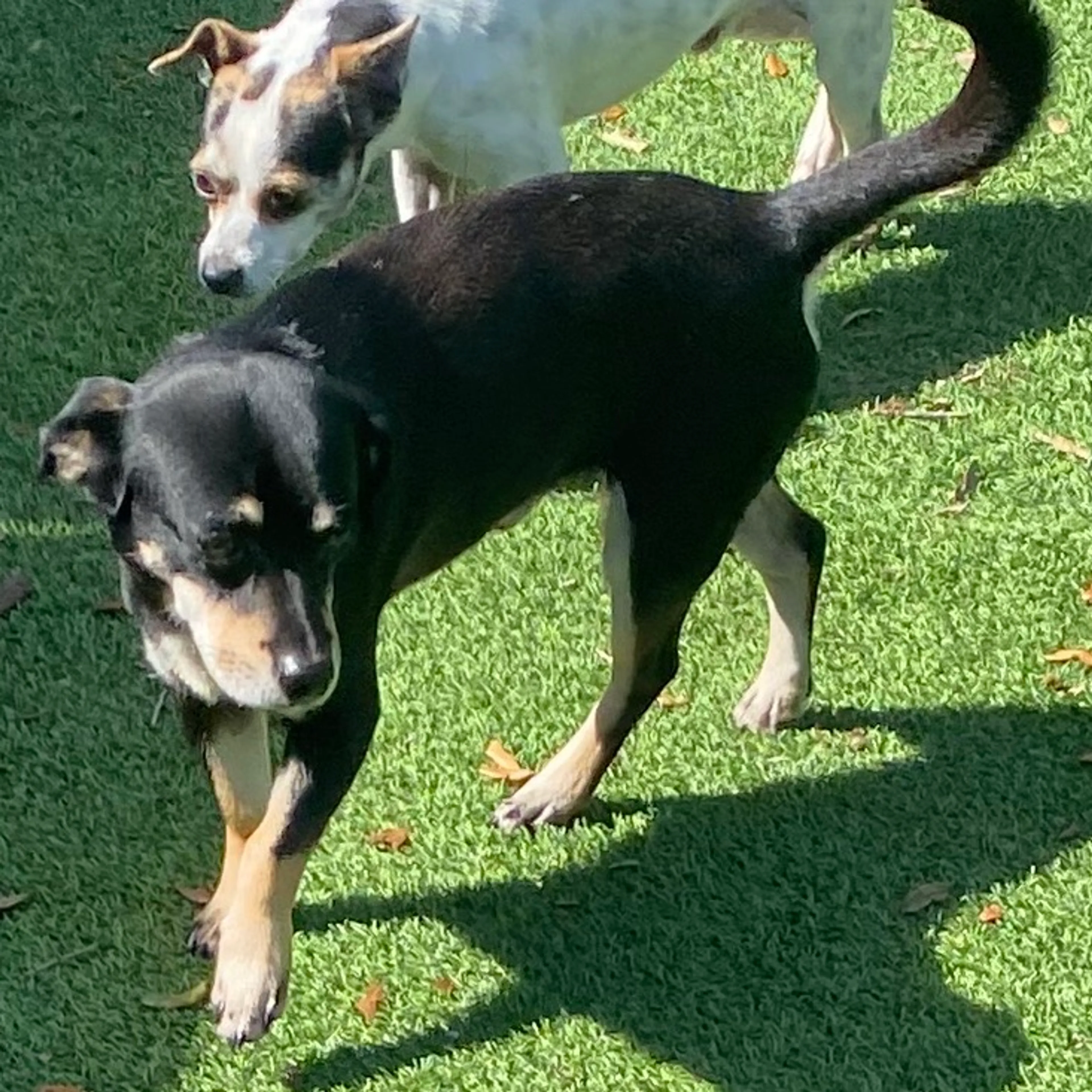 Found pet-3
