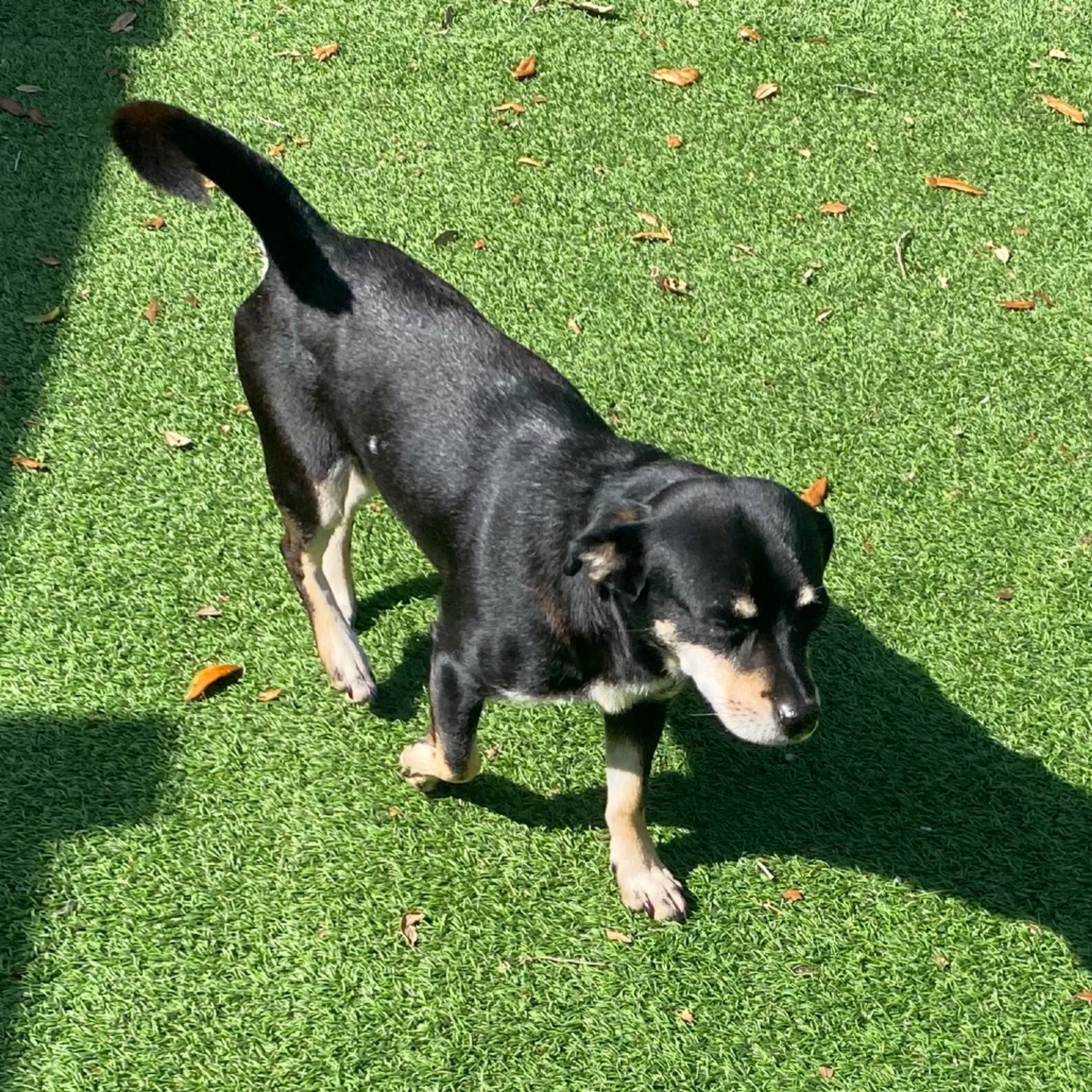 Found pet-2