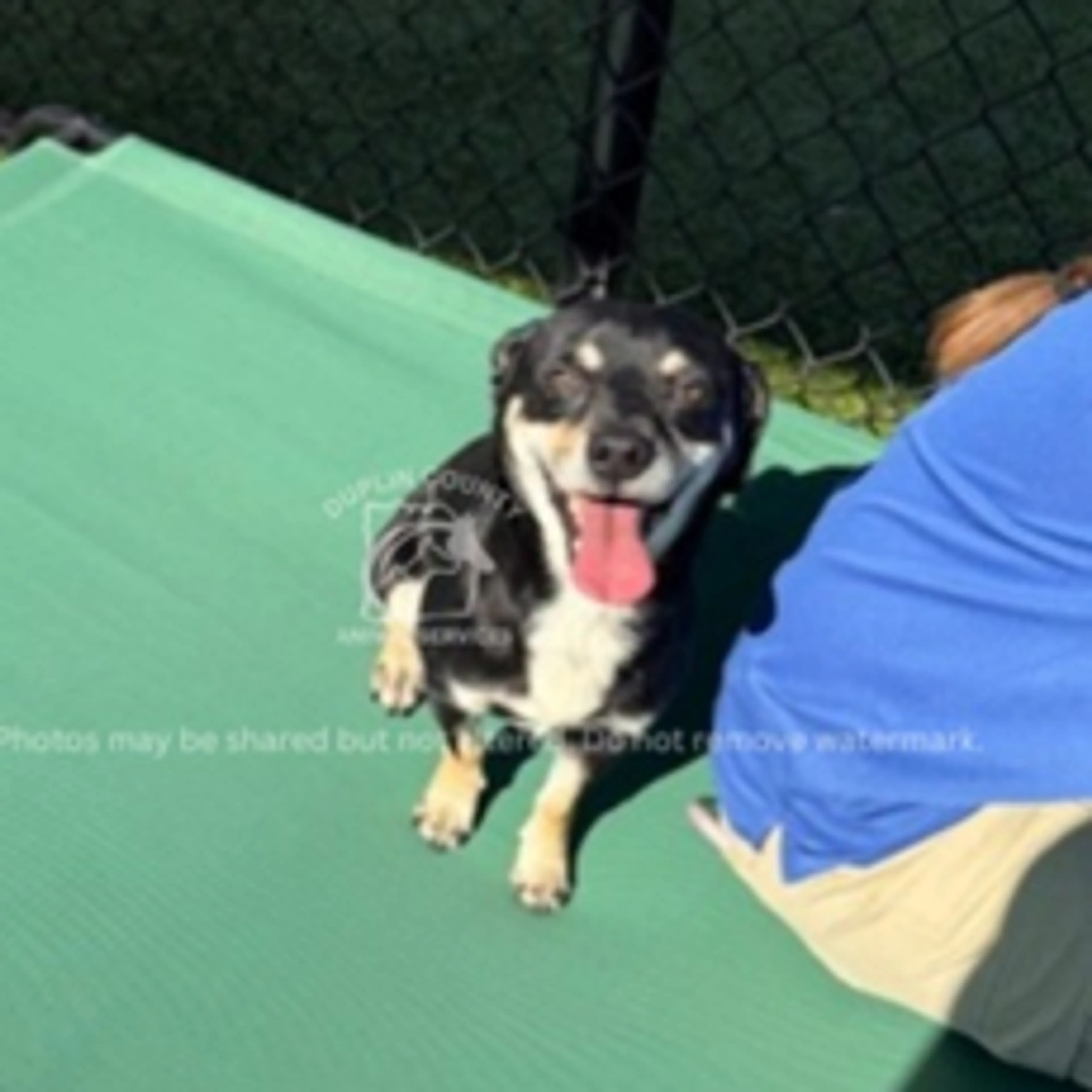 Found pet-1