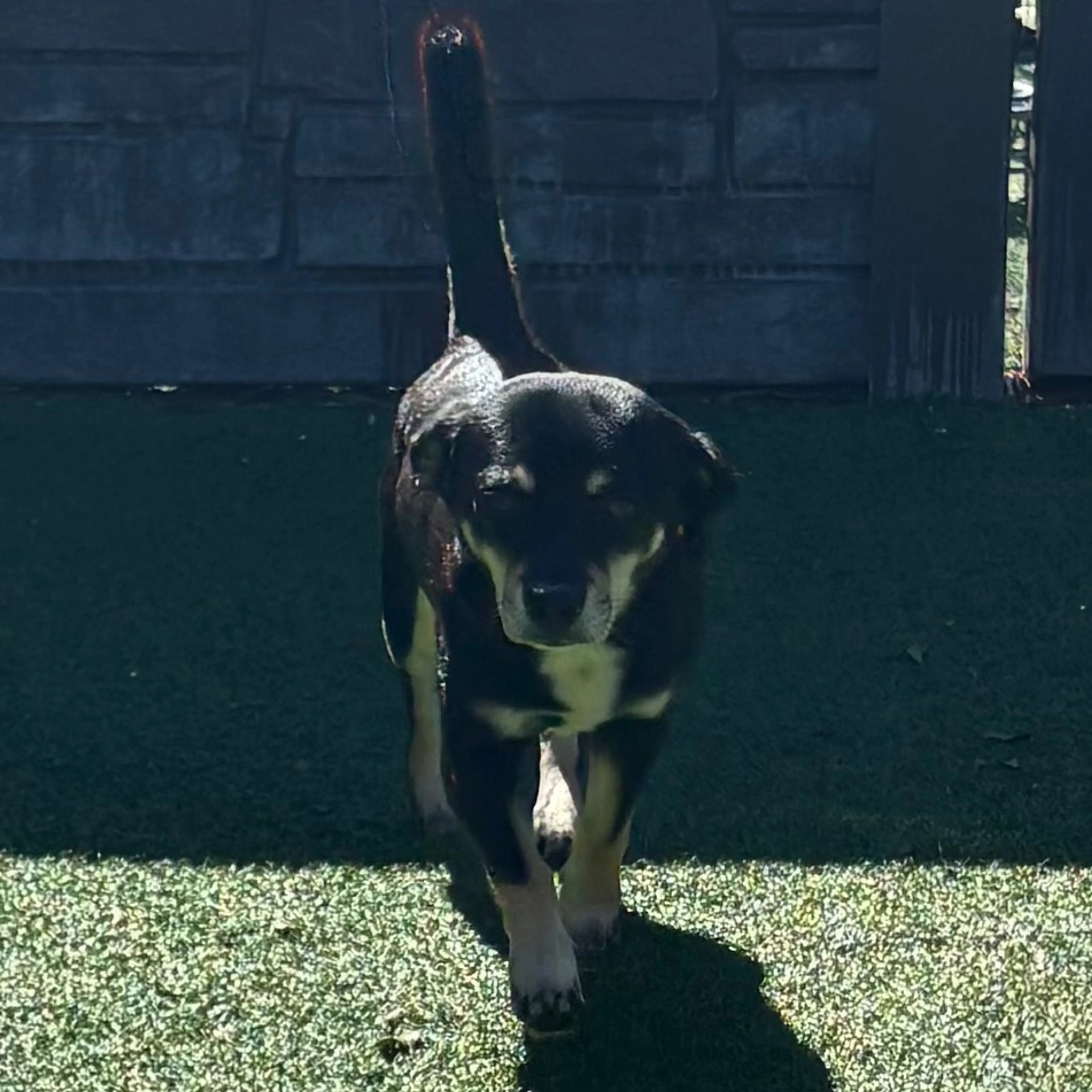 Found pet-5