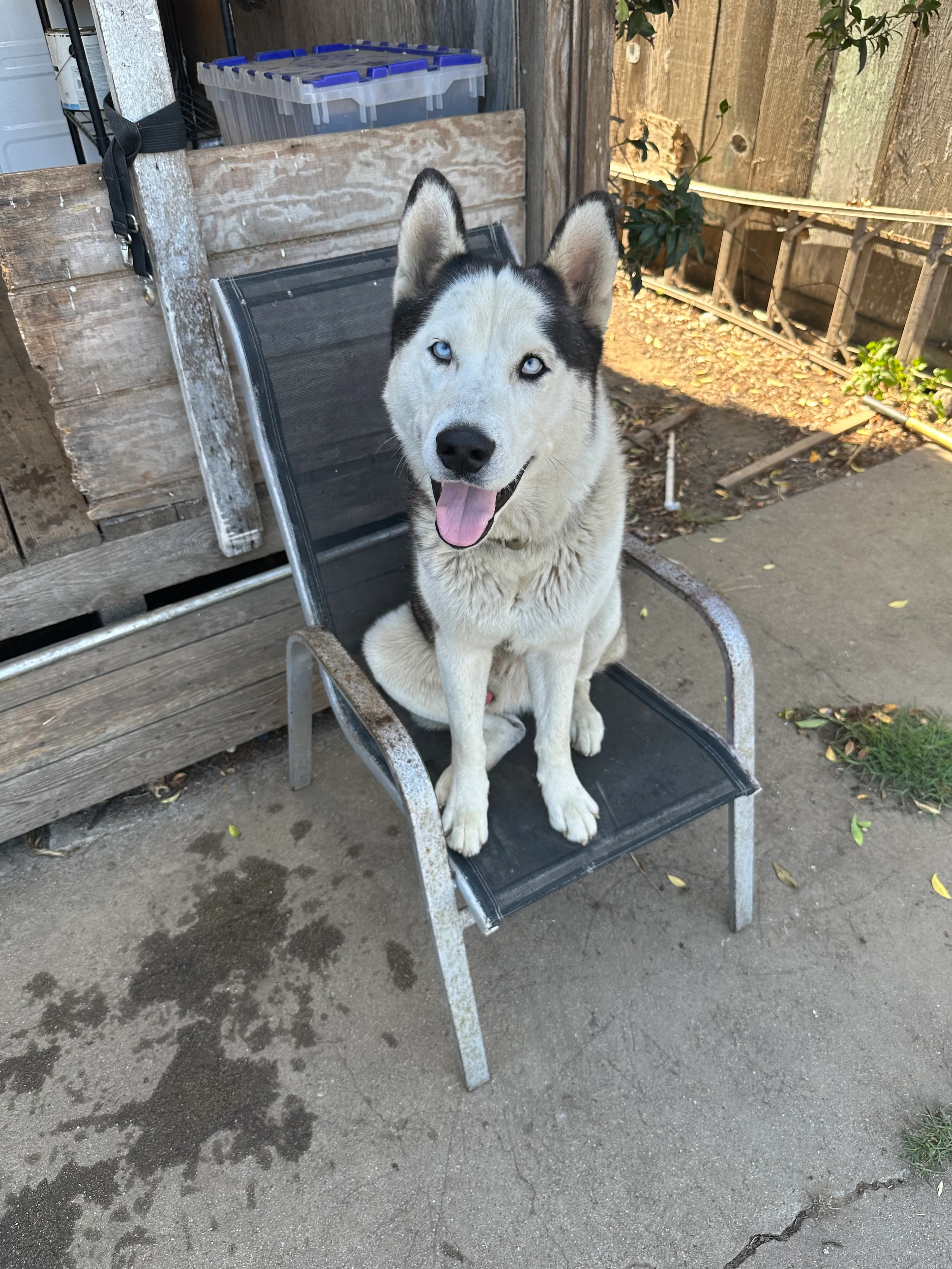 Lost pet