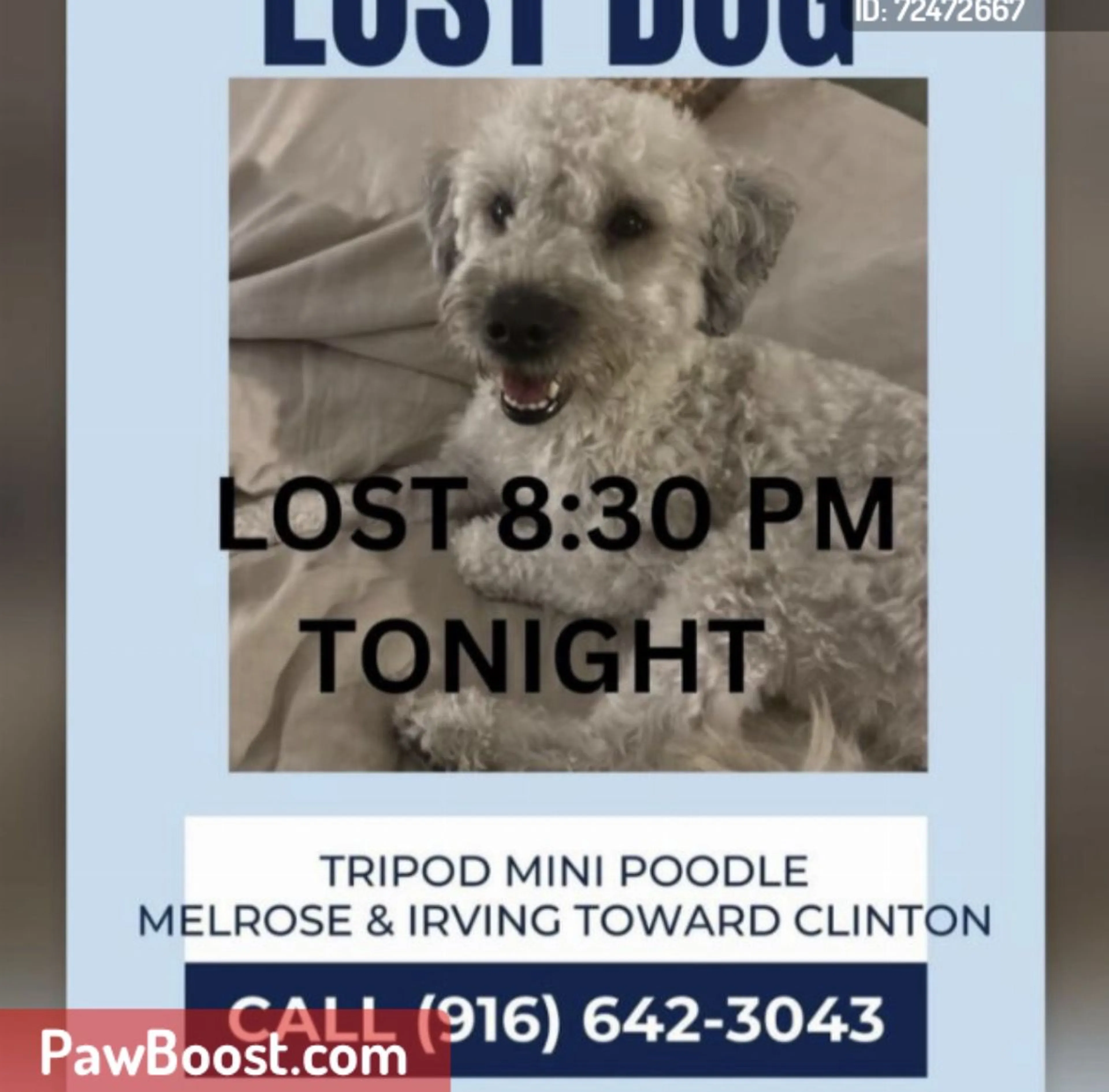 Lost pet