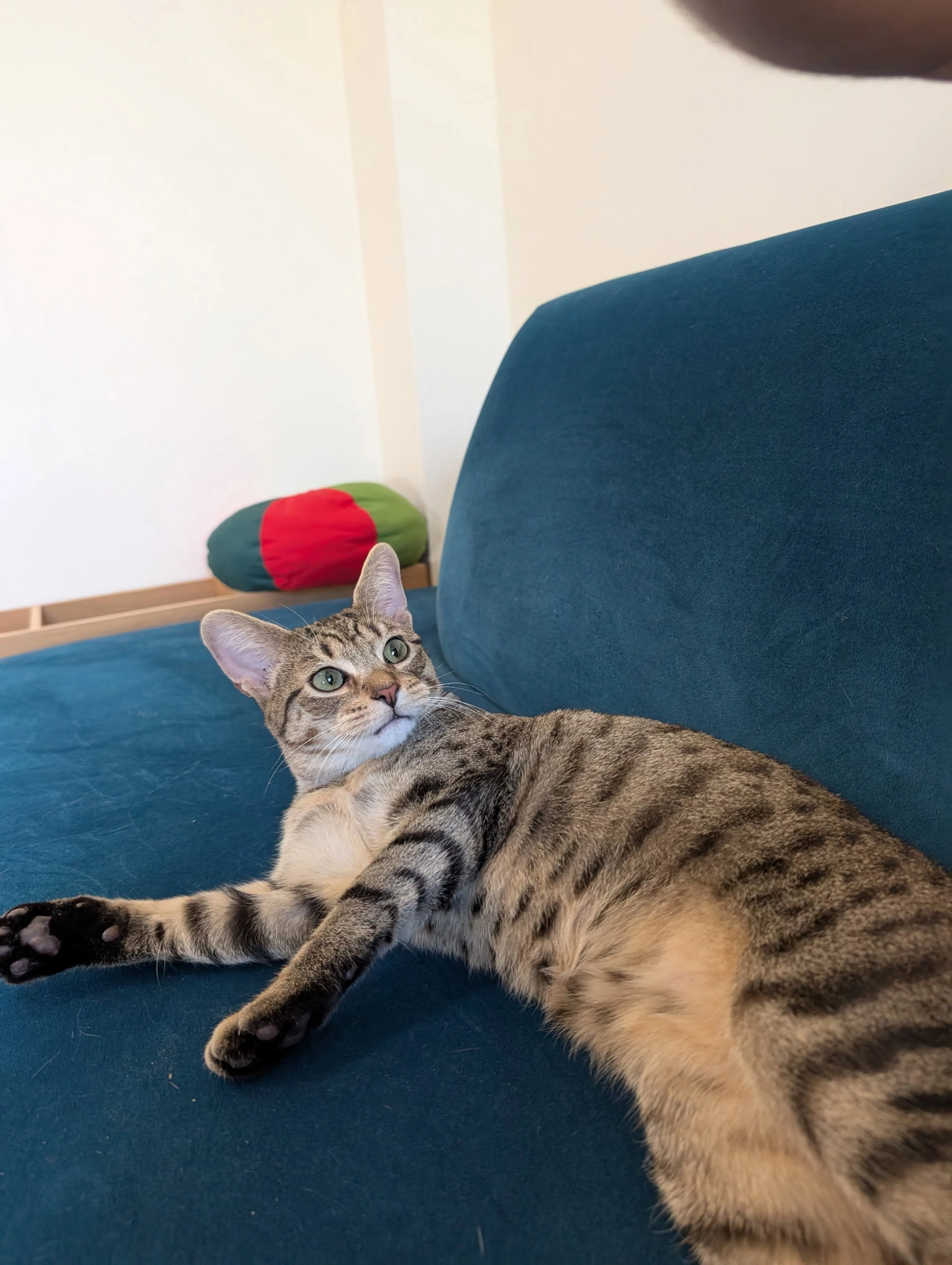 Found pet-2