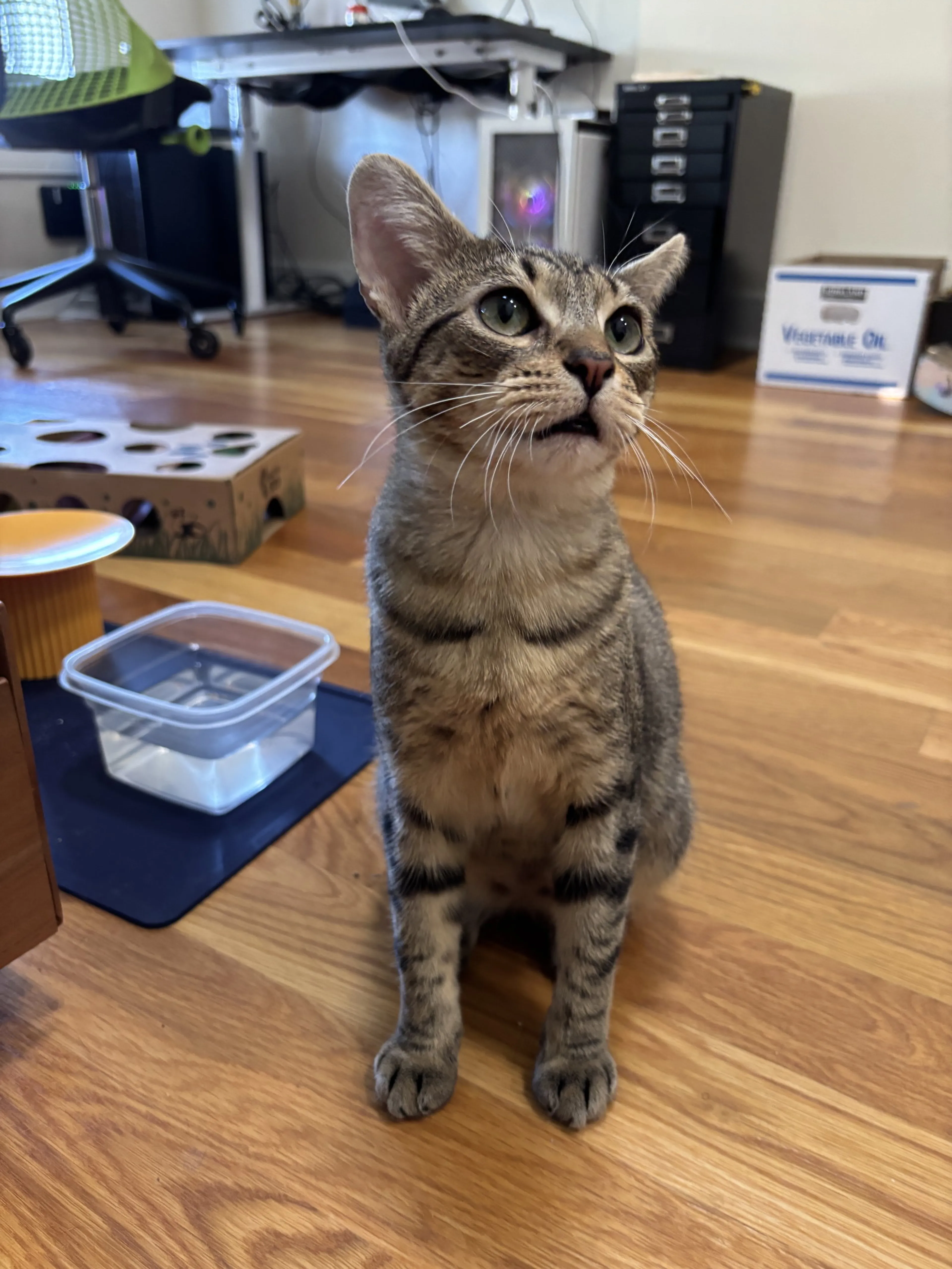 Found pet-1