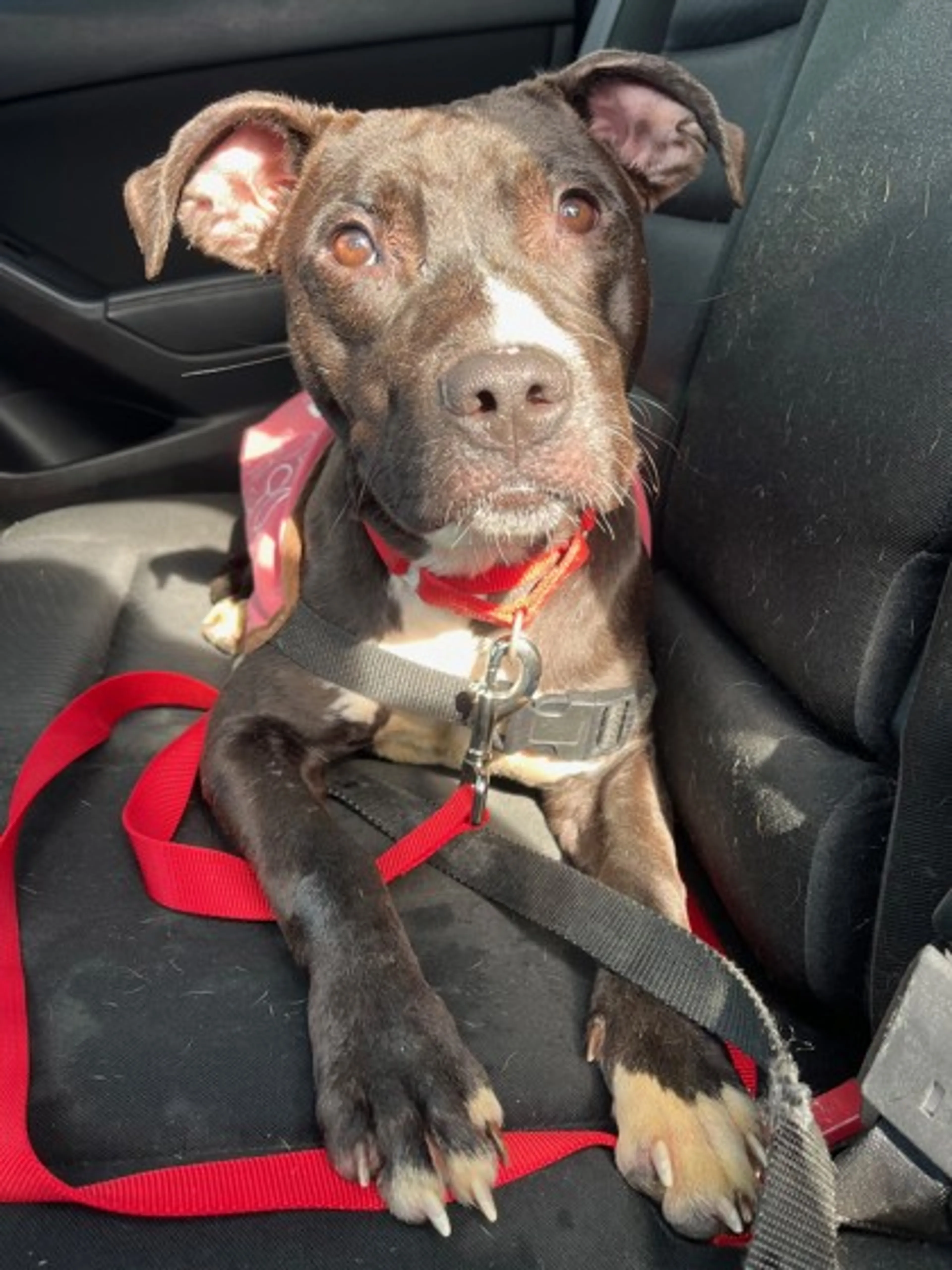Found pet-1