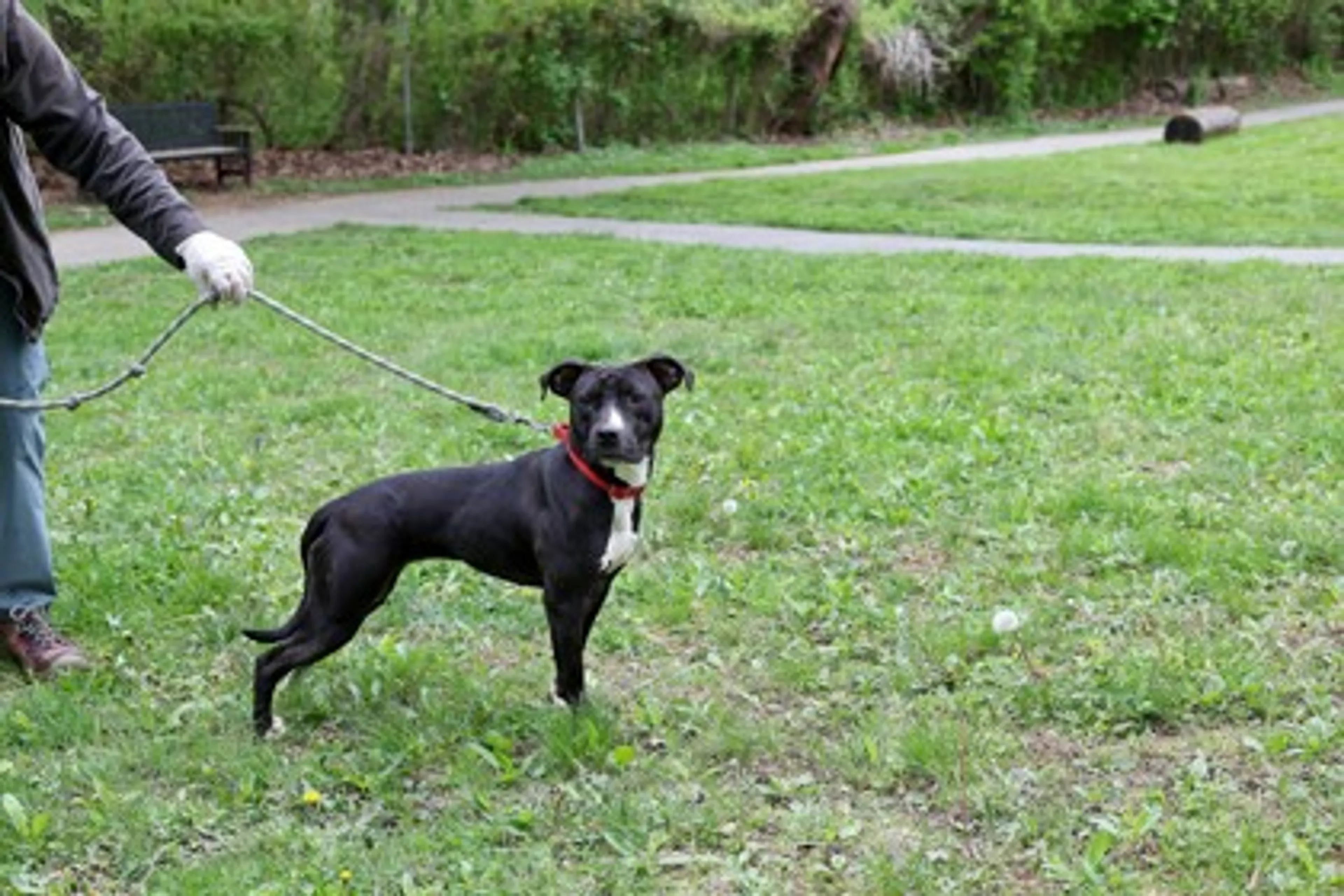 Found pet-2