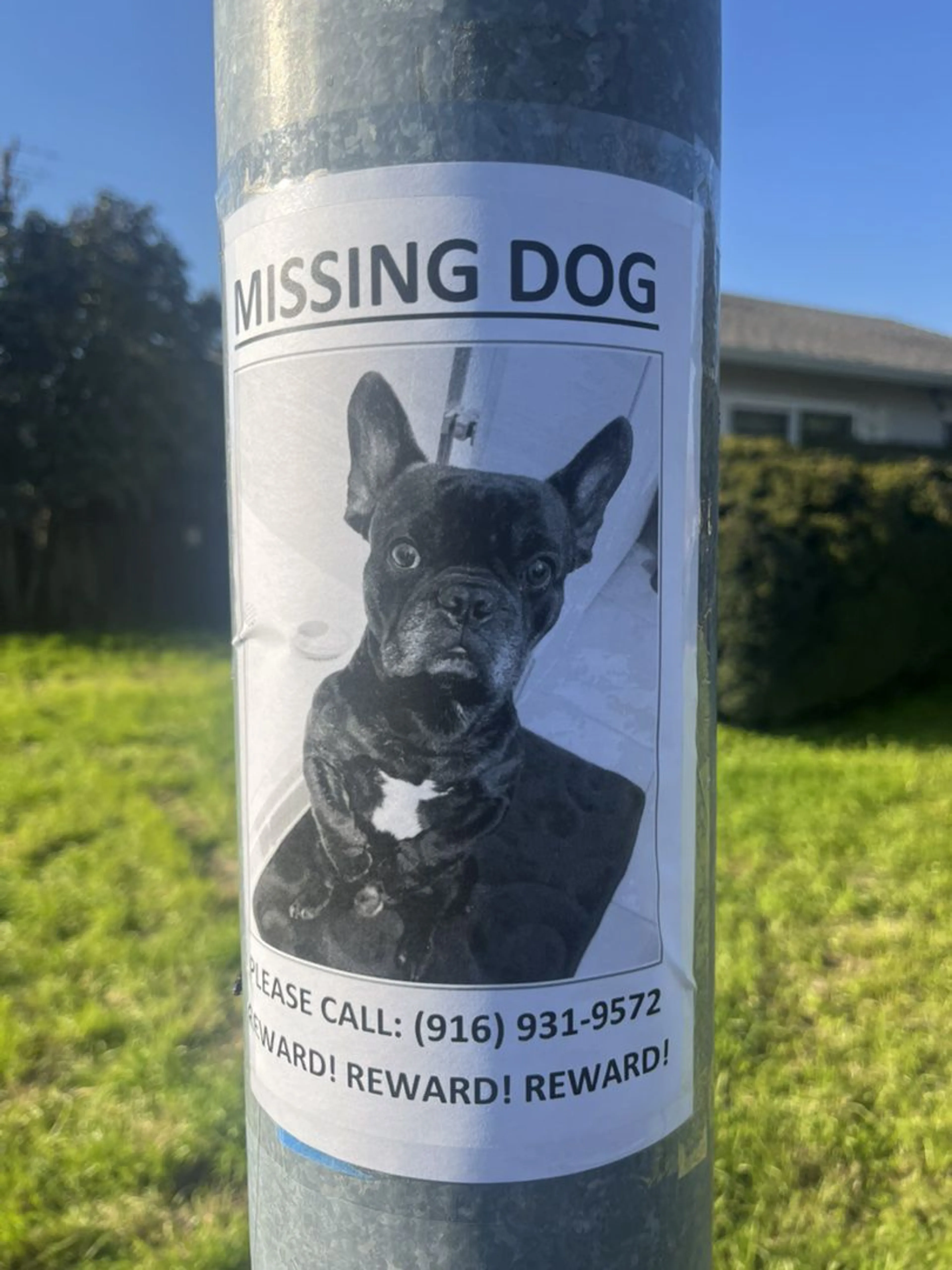 Lost pet