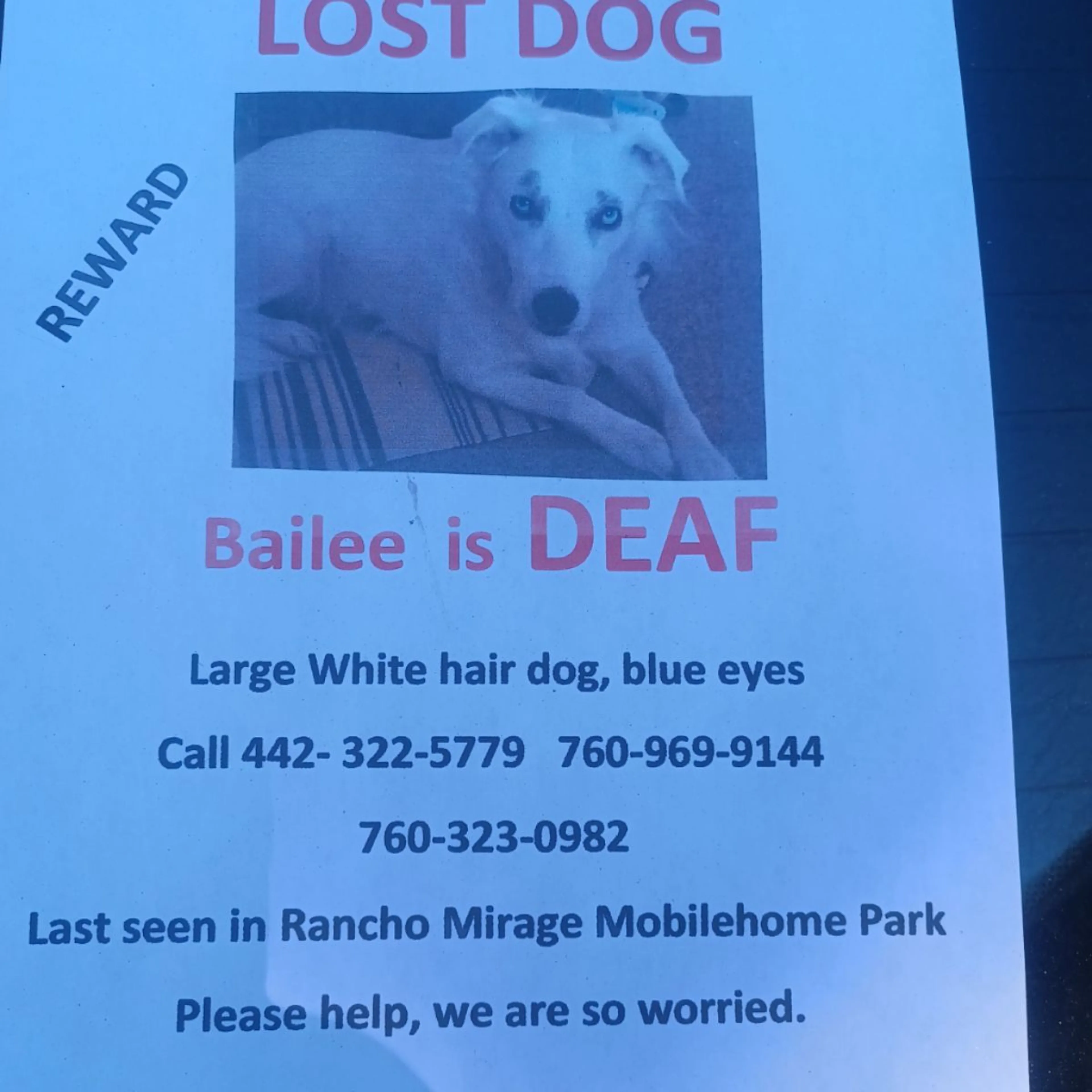 Lost pet