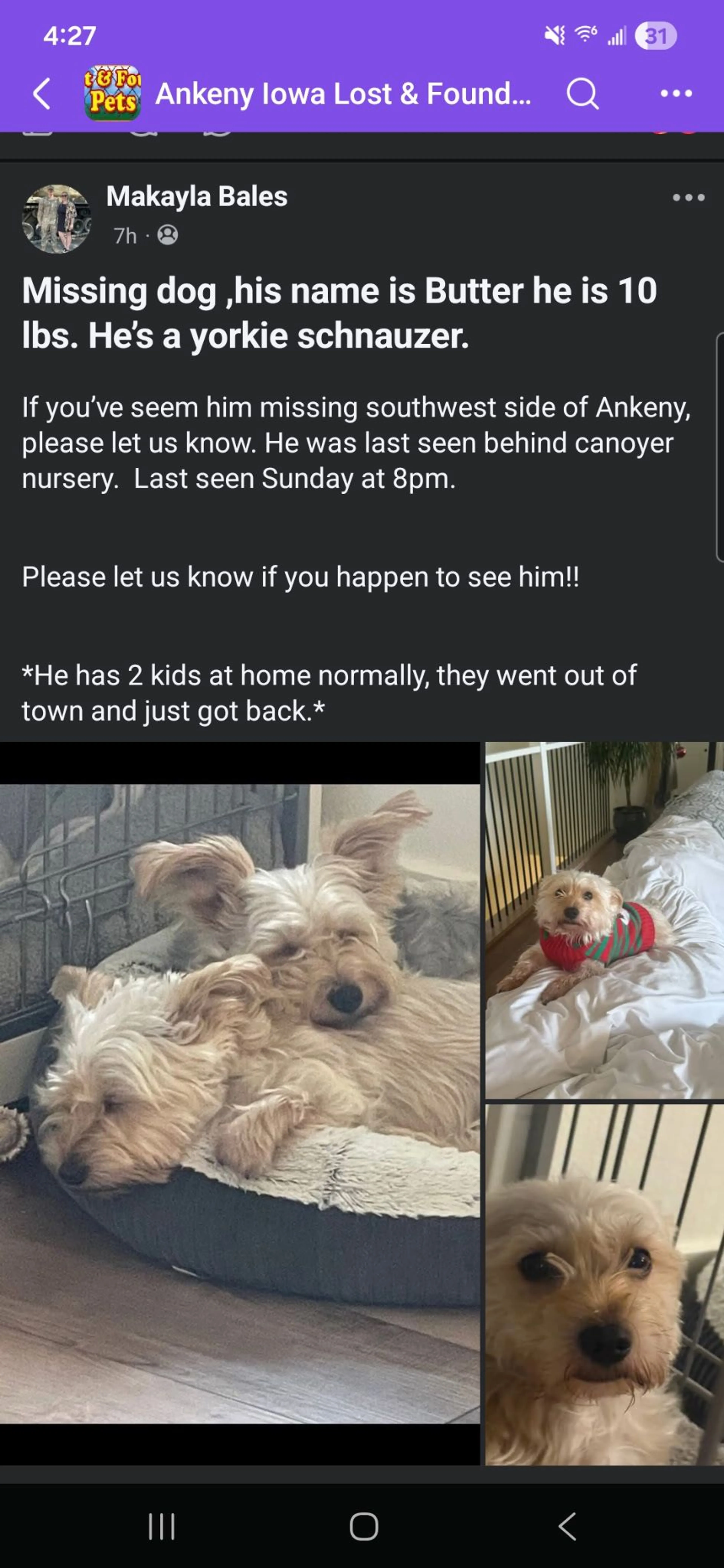 Lost pet