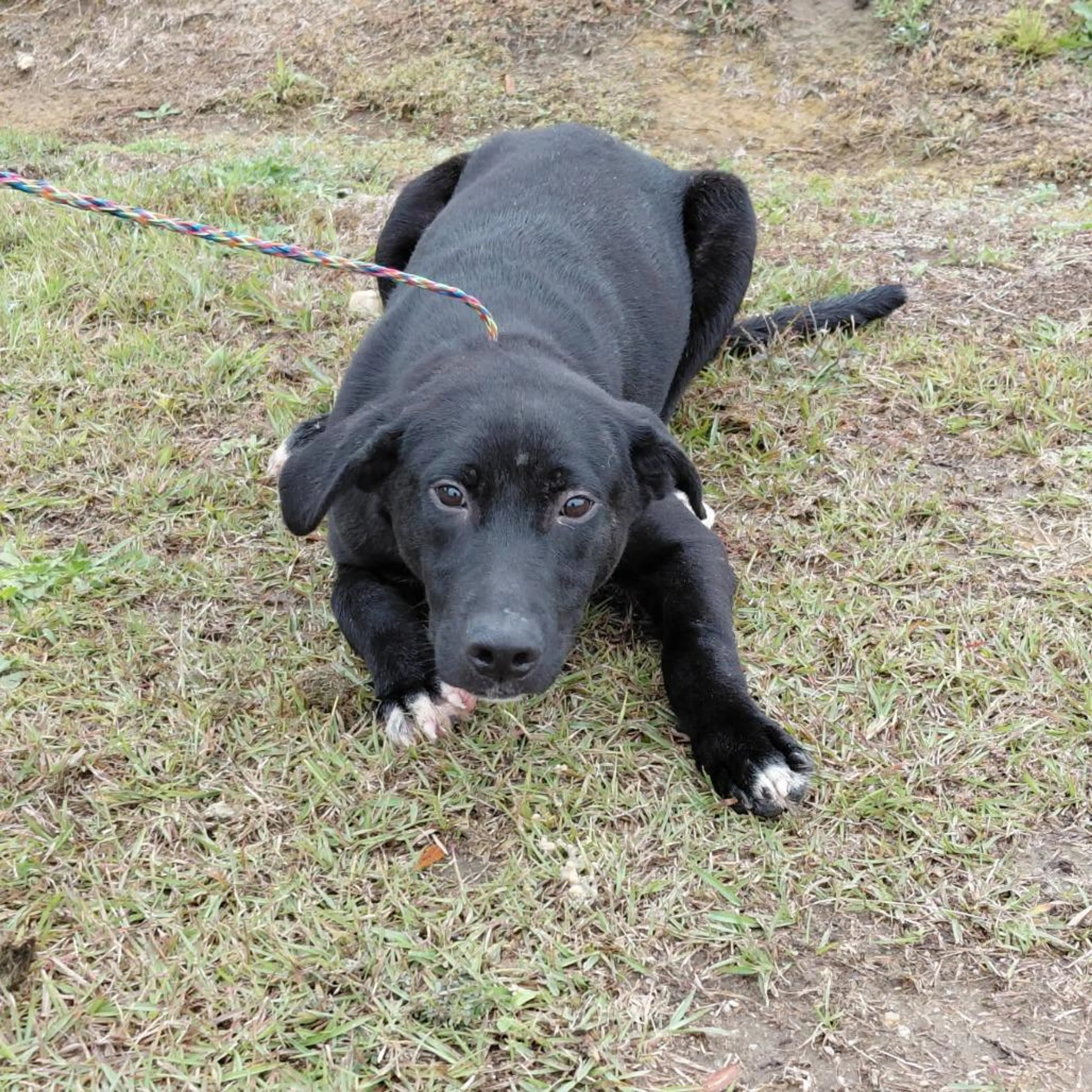Found pet
