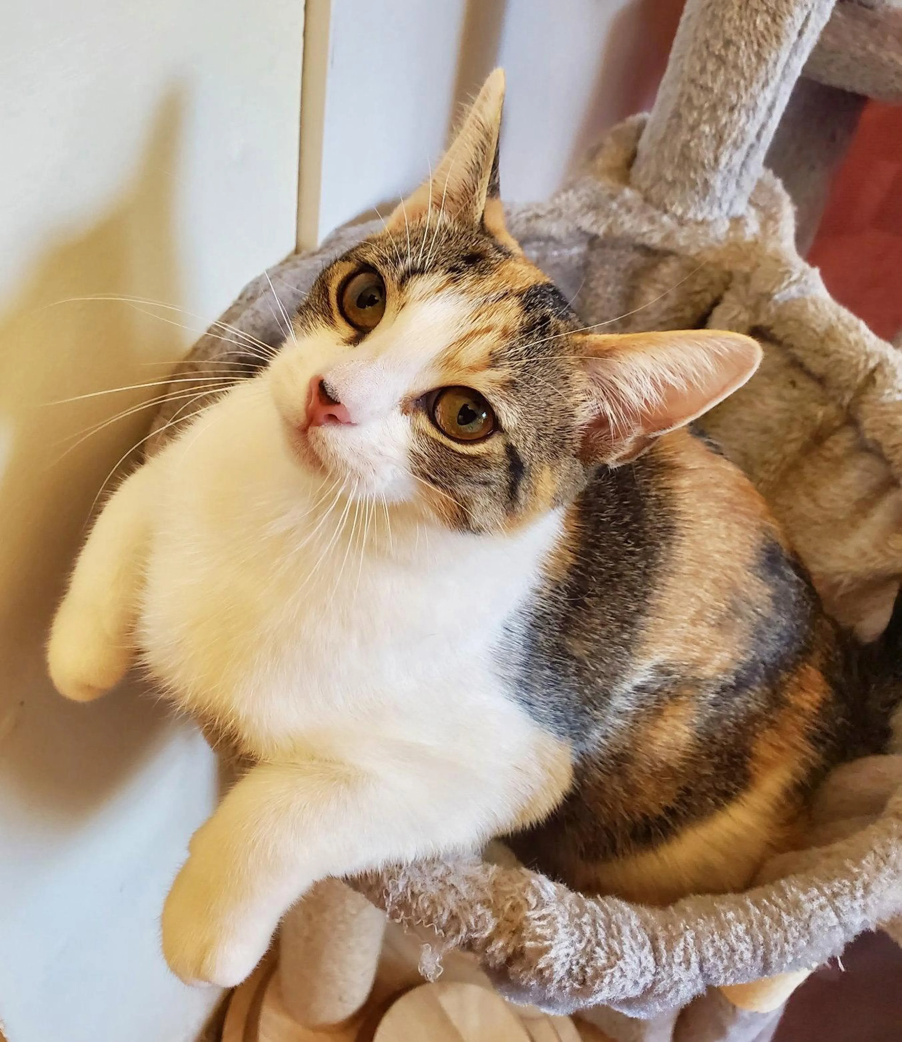 Found pet-0