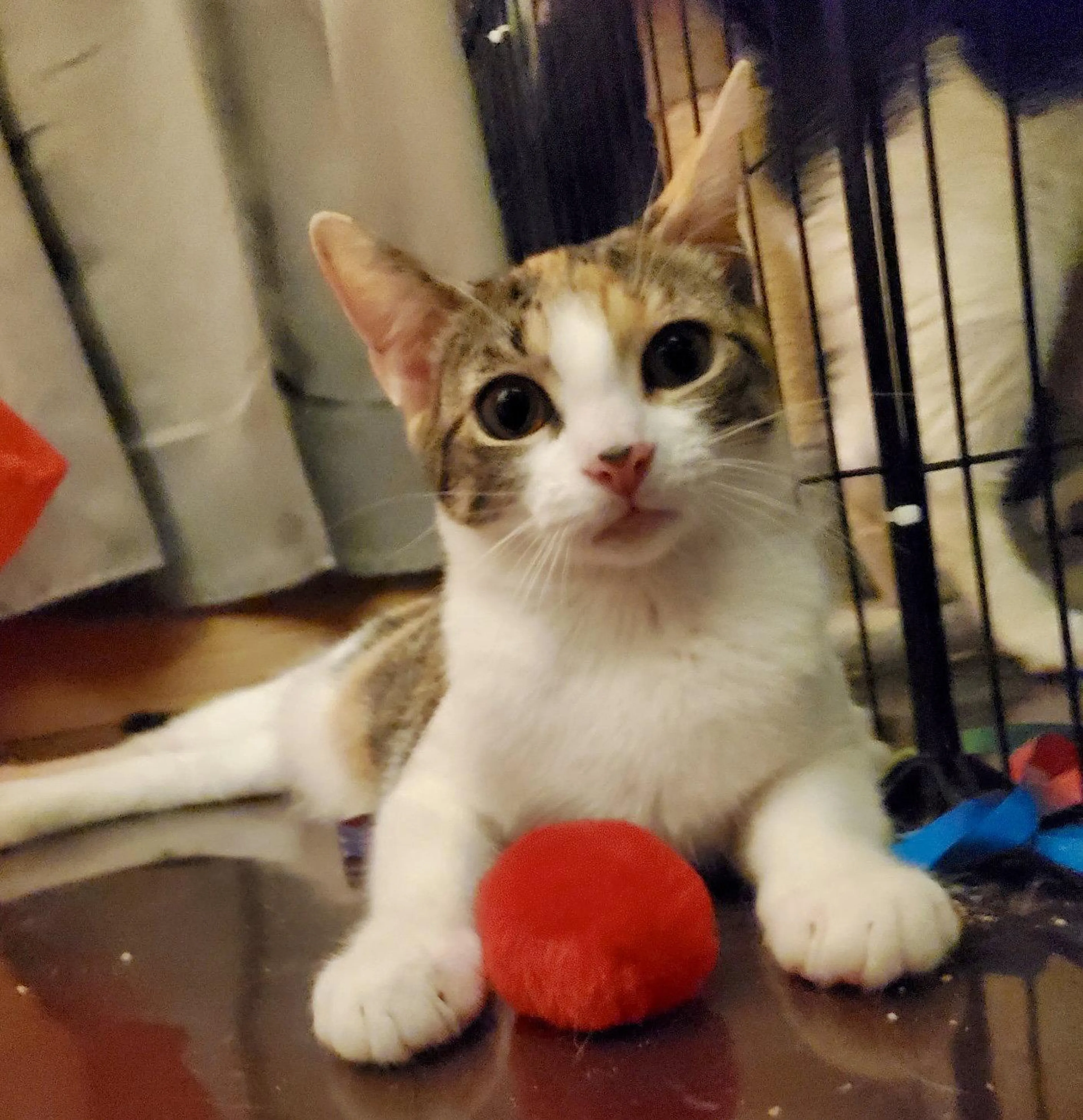 Found pet-2