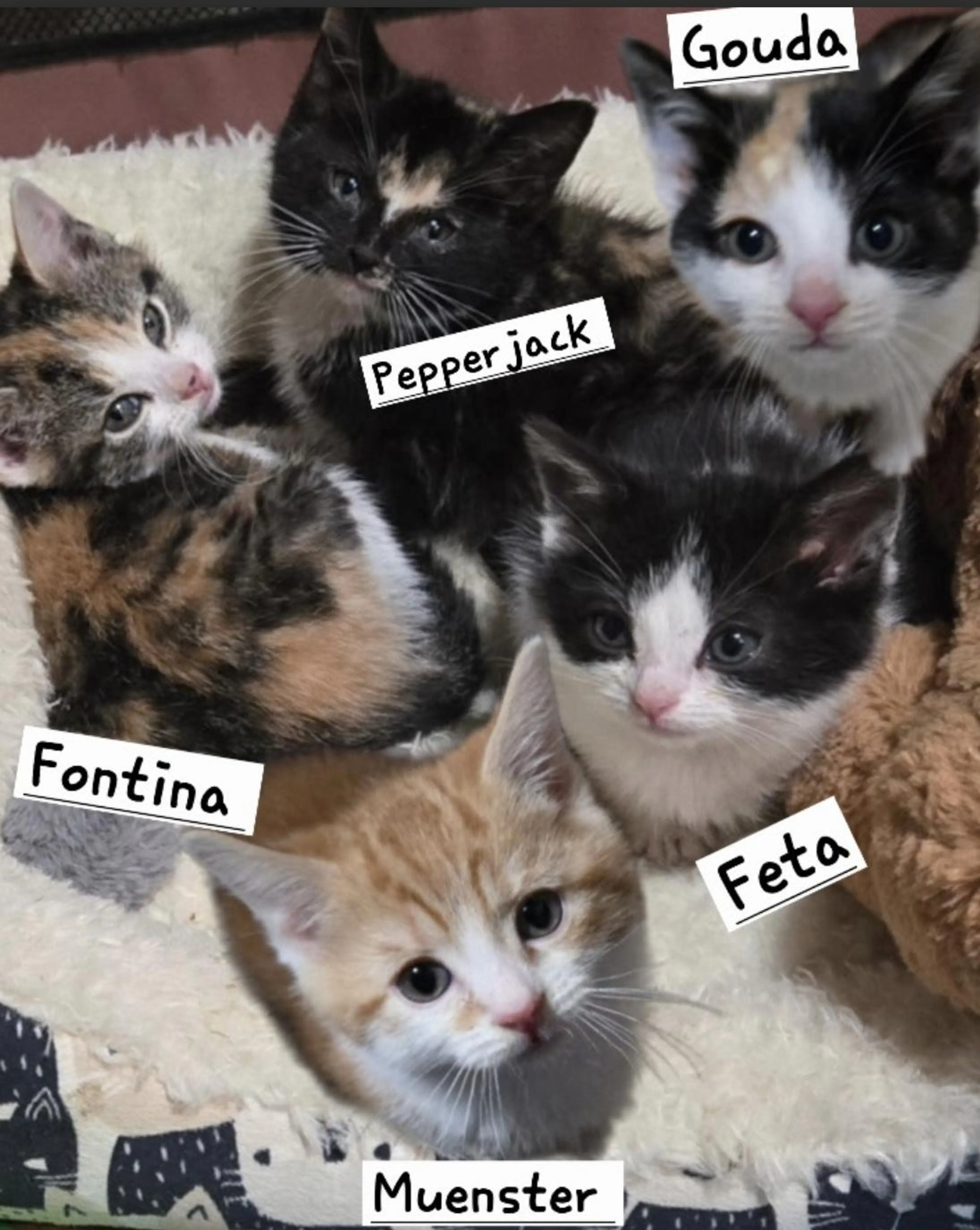 Found pet-1