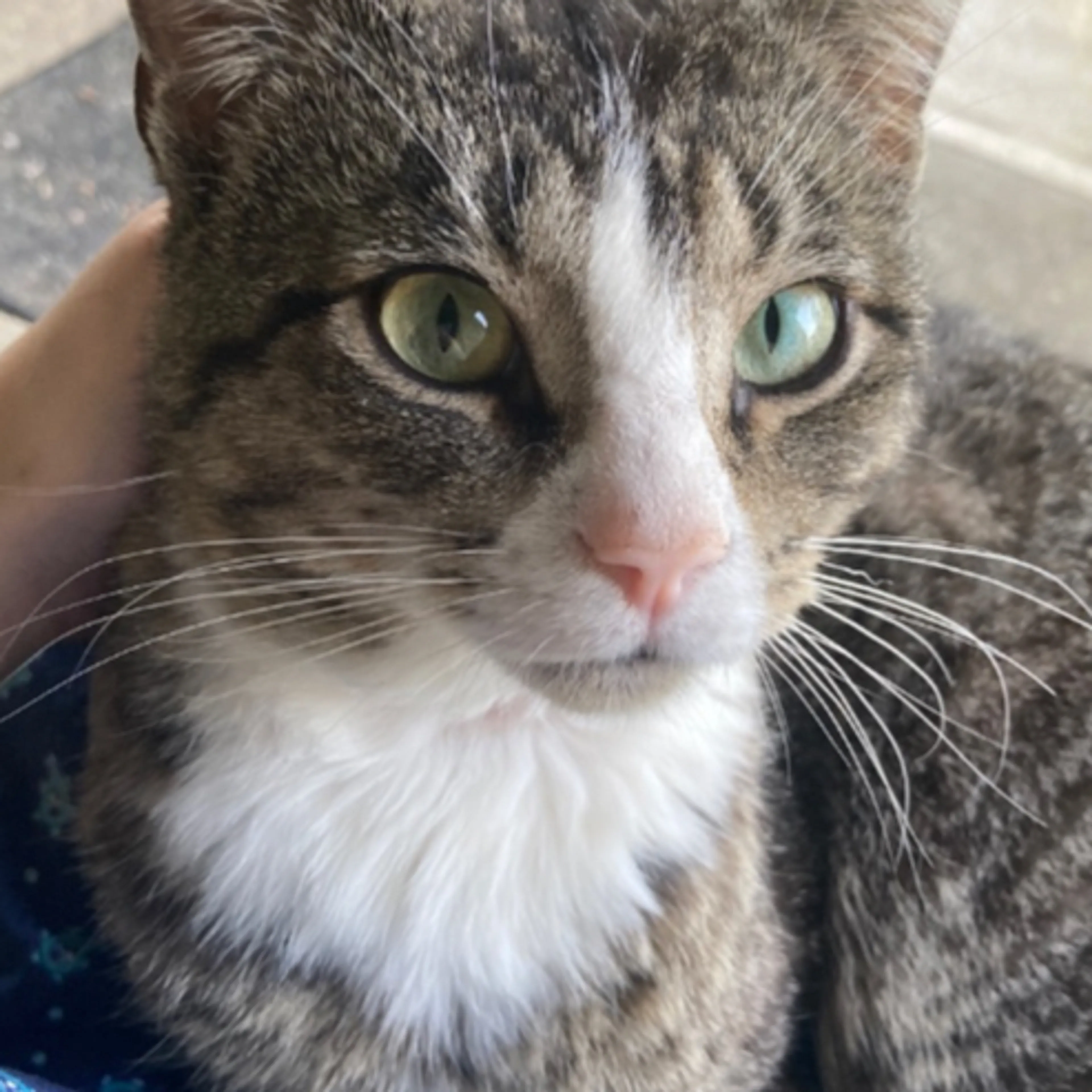 Lost pet-2