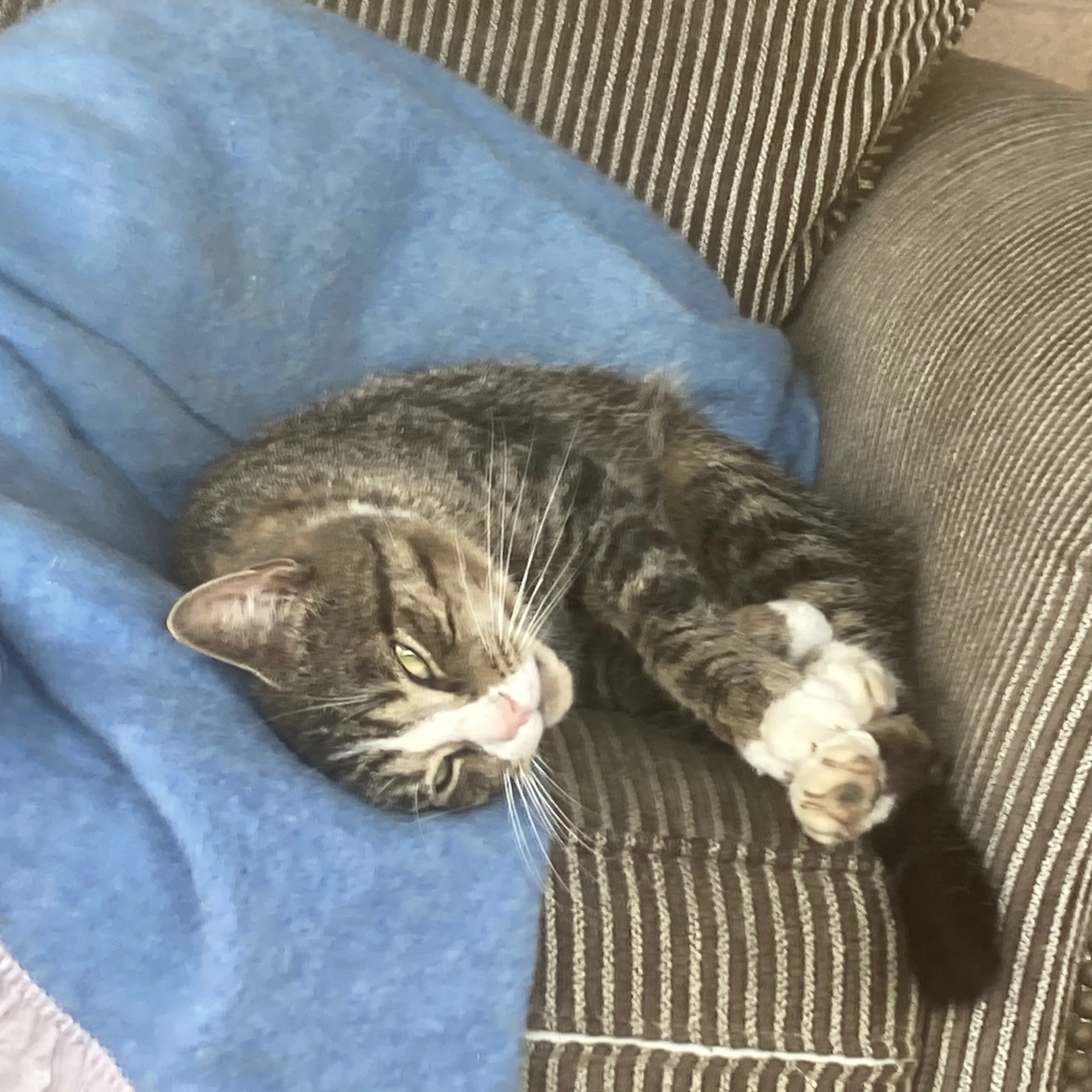 Lost pet-3